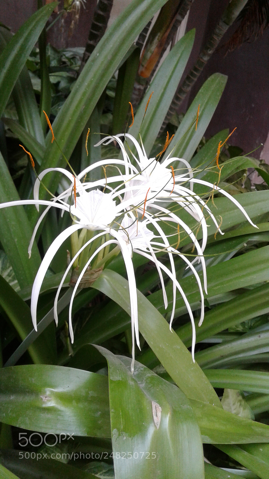 Samsung Galaxy J2 sample photo. White lily flowers photography