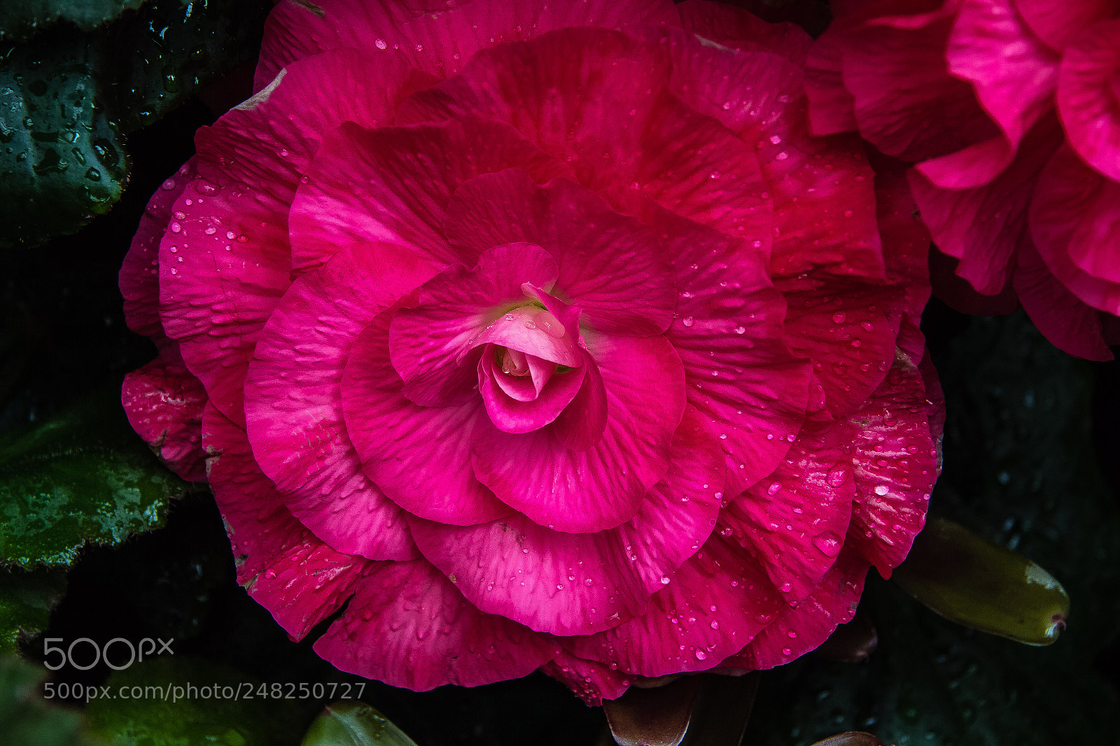 Canon EOS 60D sample photo. Begonia sp photography