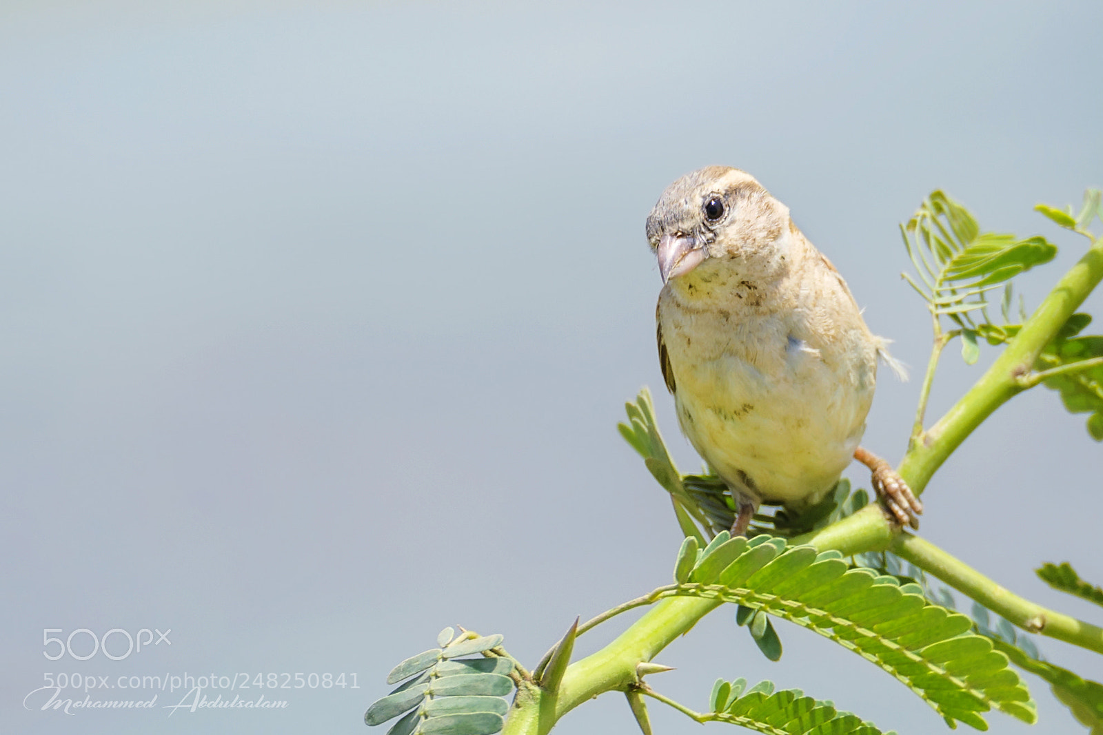 Nikon D610 sample photo. Bird photography