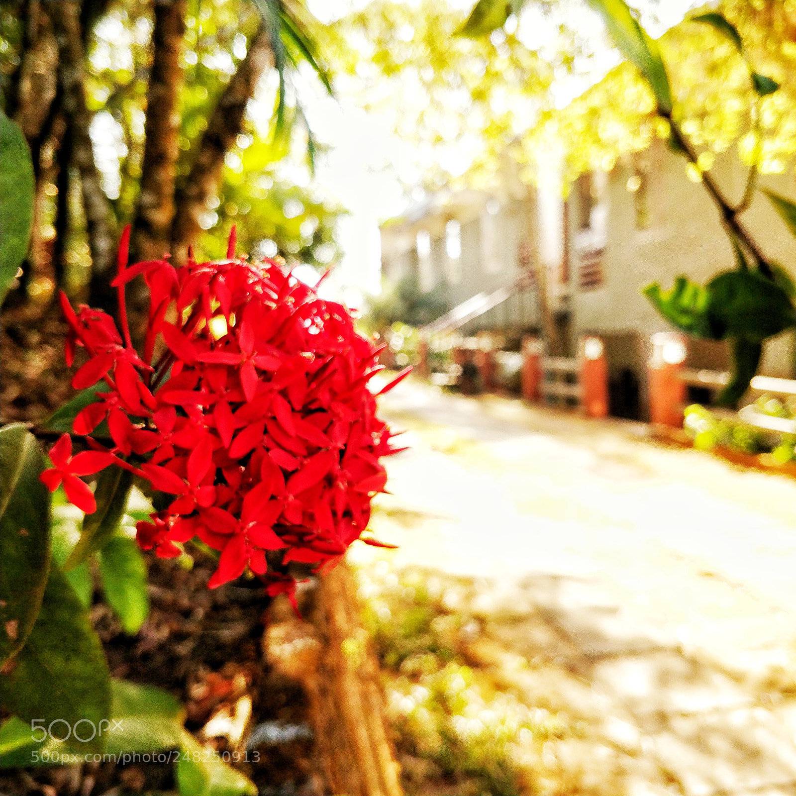 OnePlus 5T sample photo. Untitled photography