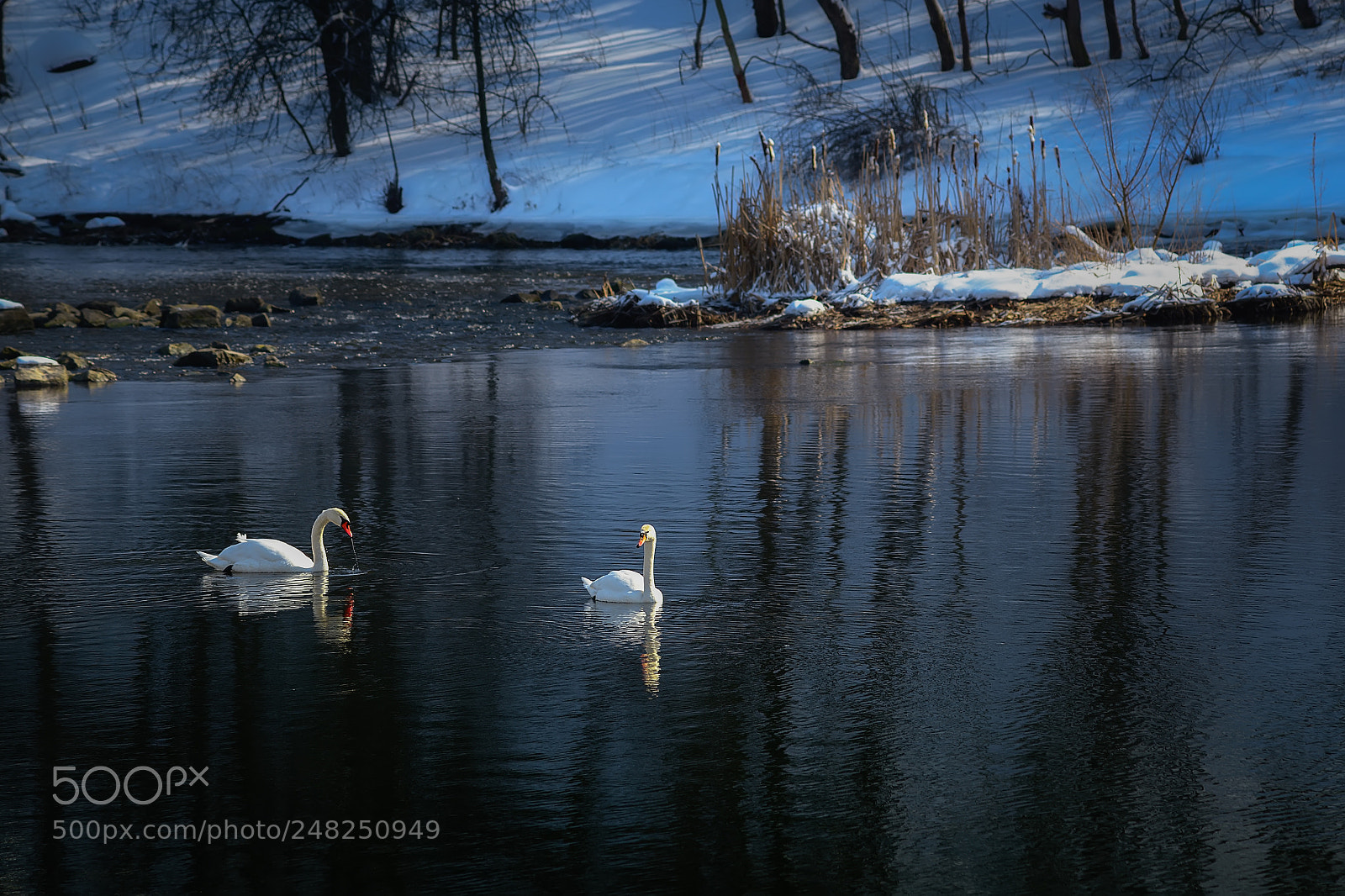 Nikon D800E sample photo. Swans photography