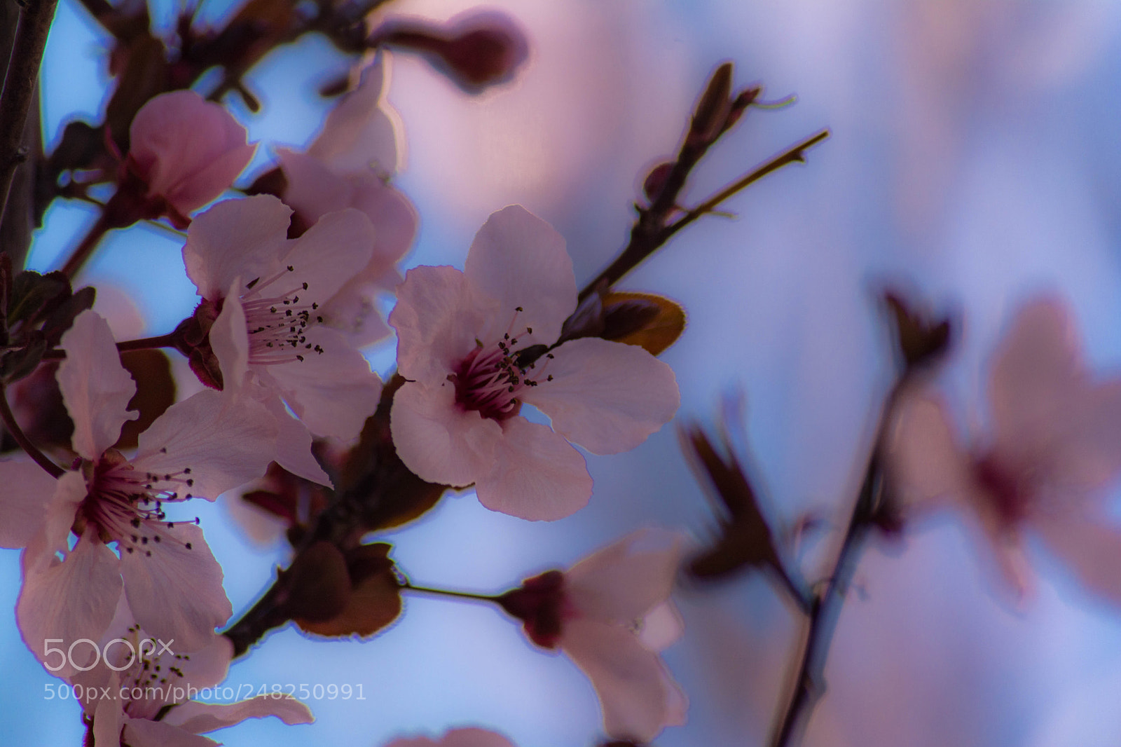Nikon D7100 sample photo. Blossoms photography