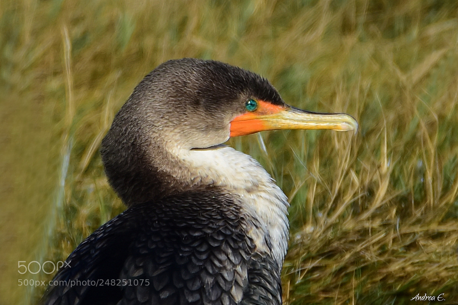 Nikon D7200 sample photo. Blue eyes - cormorant photography
