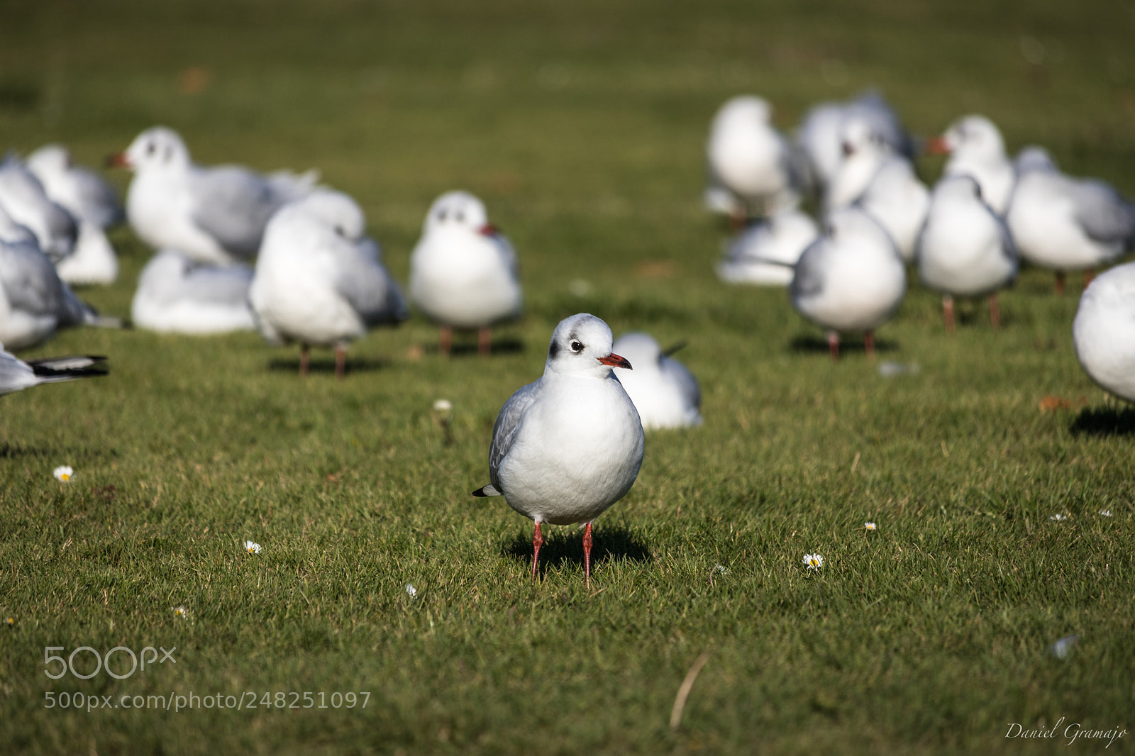 Canon EOS 80D sample photo. Baby bird photography