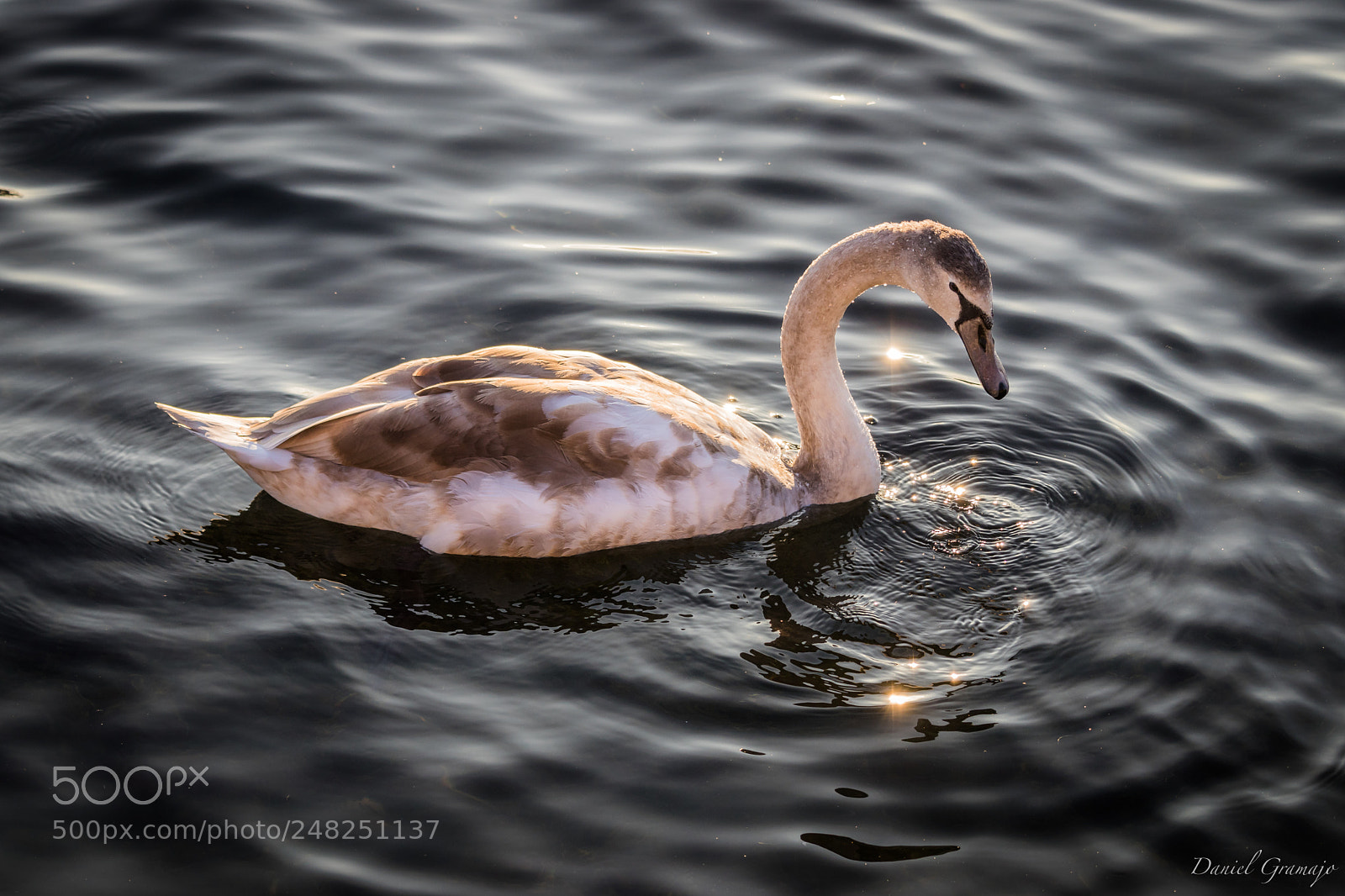 Canon EOS 80D sample photo. Swan @ blue danube photography