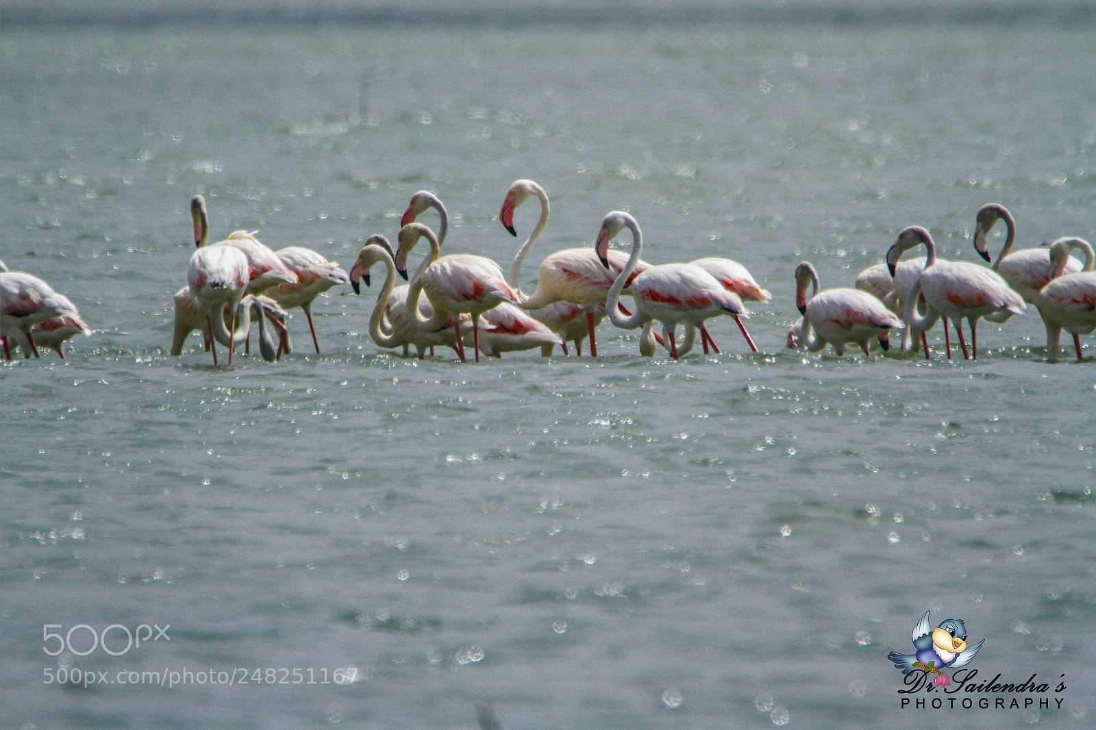 Canon EOS 7D sample photo. Flamingos photography