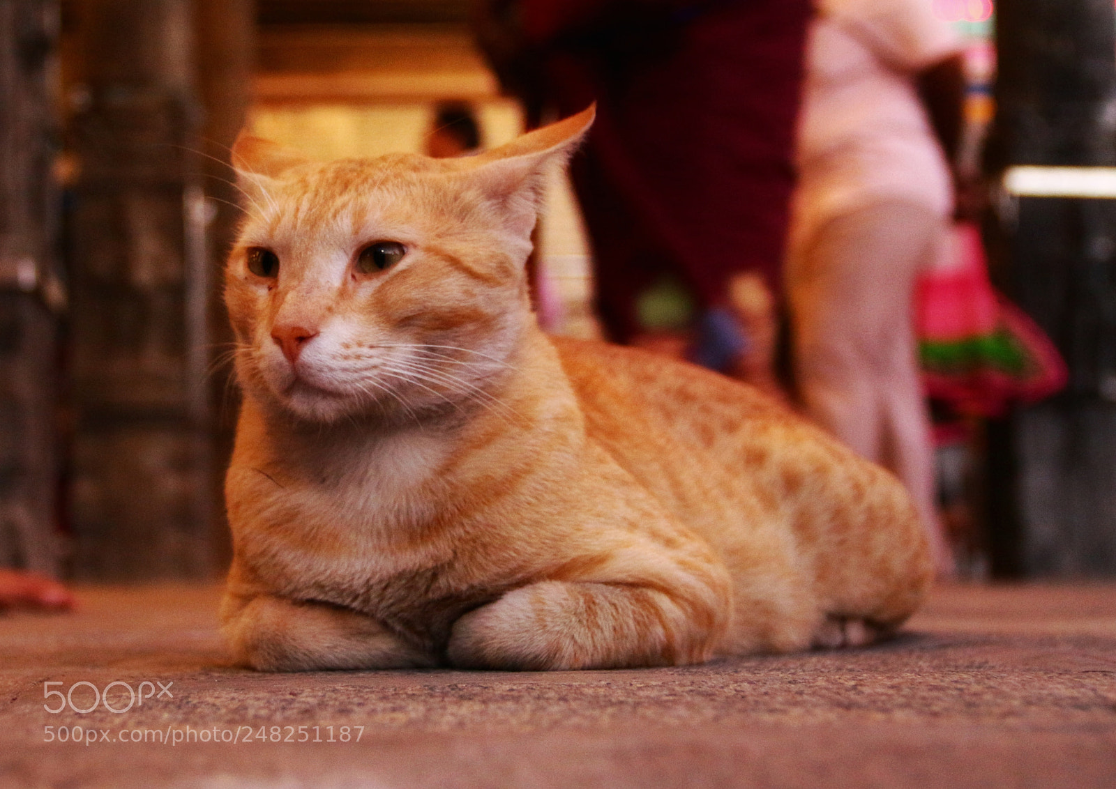 Canon EOS 100D (EOS Rebel SL1 / EOS Kiss X7) sample photo. Purr-fect photography