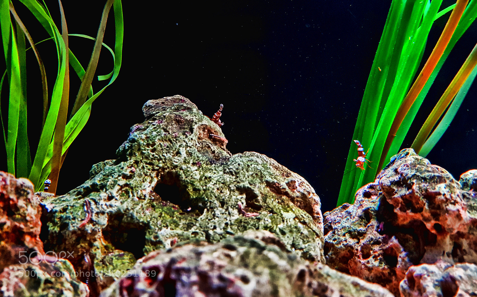 Samsung Galaxy S8 sample photo. Under water photography