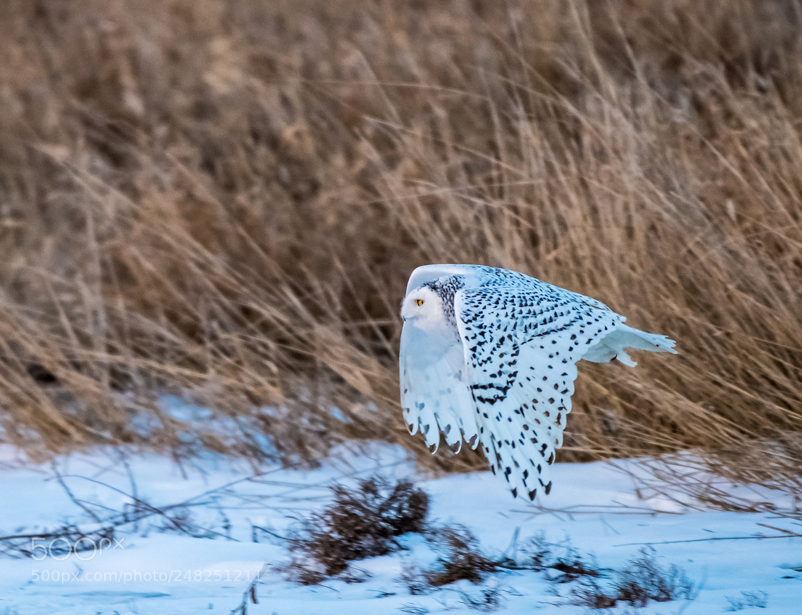 Nikon D810 sample photo. The hunter photography