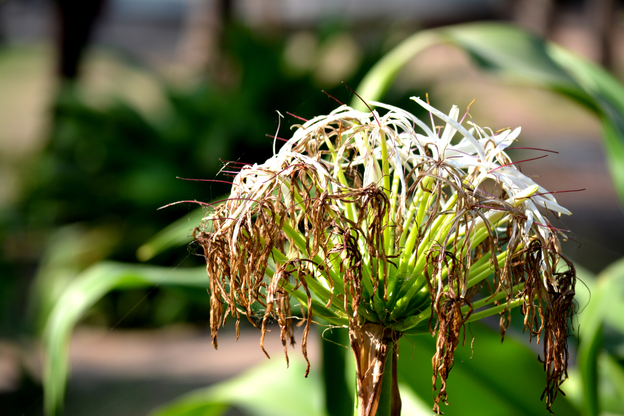 Nikon D5200 sample photo. Macro flower photography