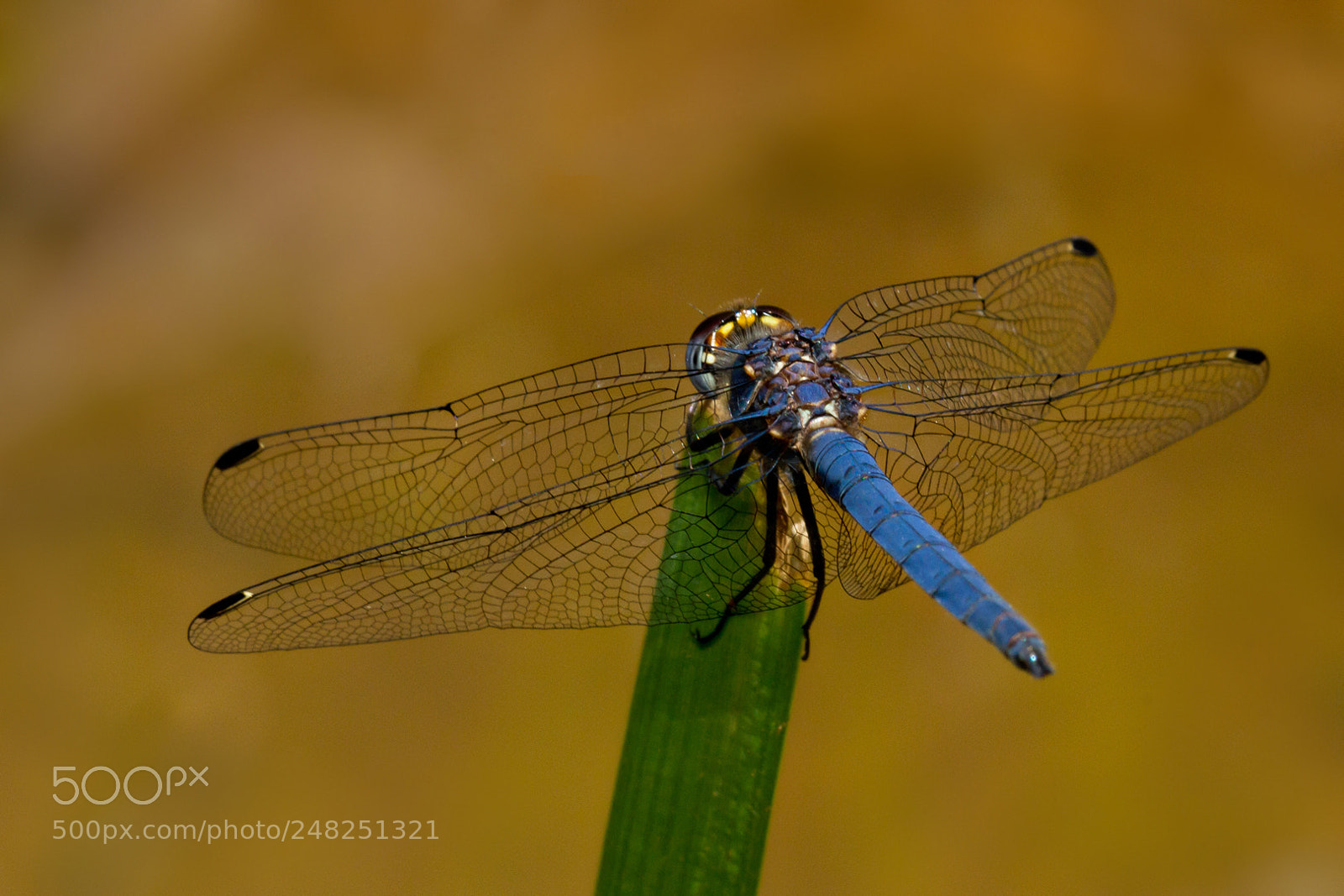 Canon EOS 7D sample photo. Blue dragonfly photography