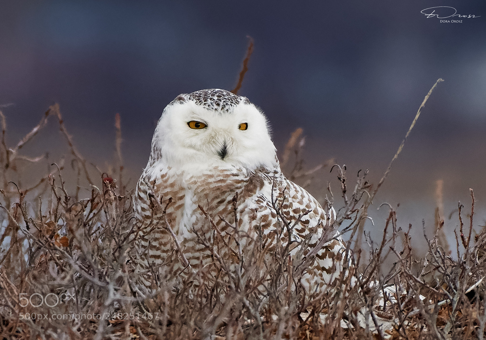 Nikon D500 sample photo. Snowy owl beauty photography