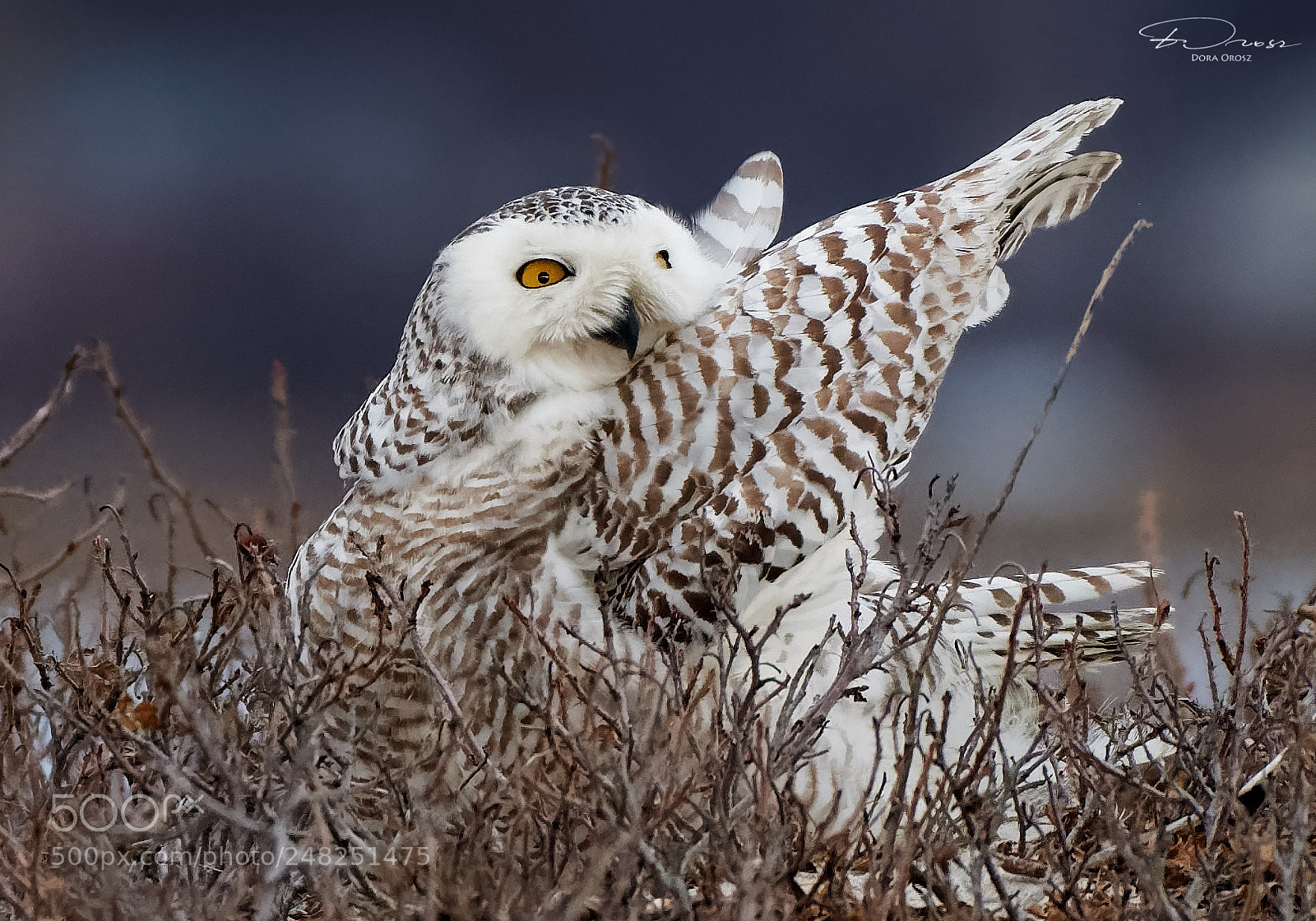 Nikon D500 sample photo. Snowy owl playing photography