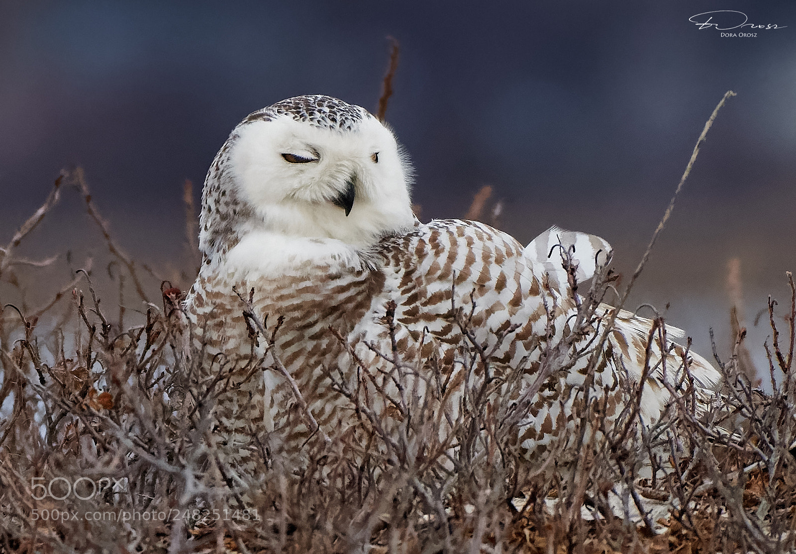 Nikon D500 sample photo. Snowy owl smiling pretty photography