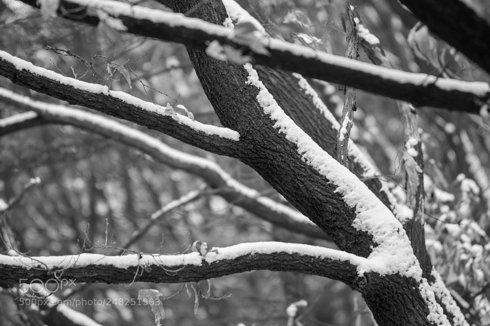 Pentax K-3 sample photo. Coexistence photography