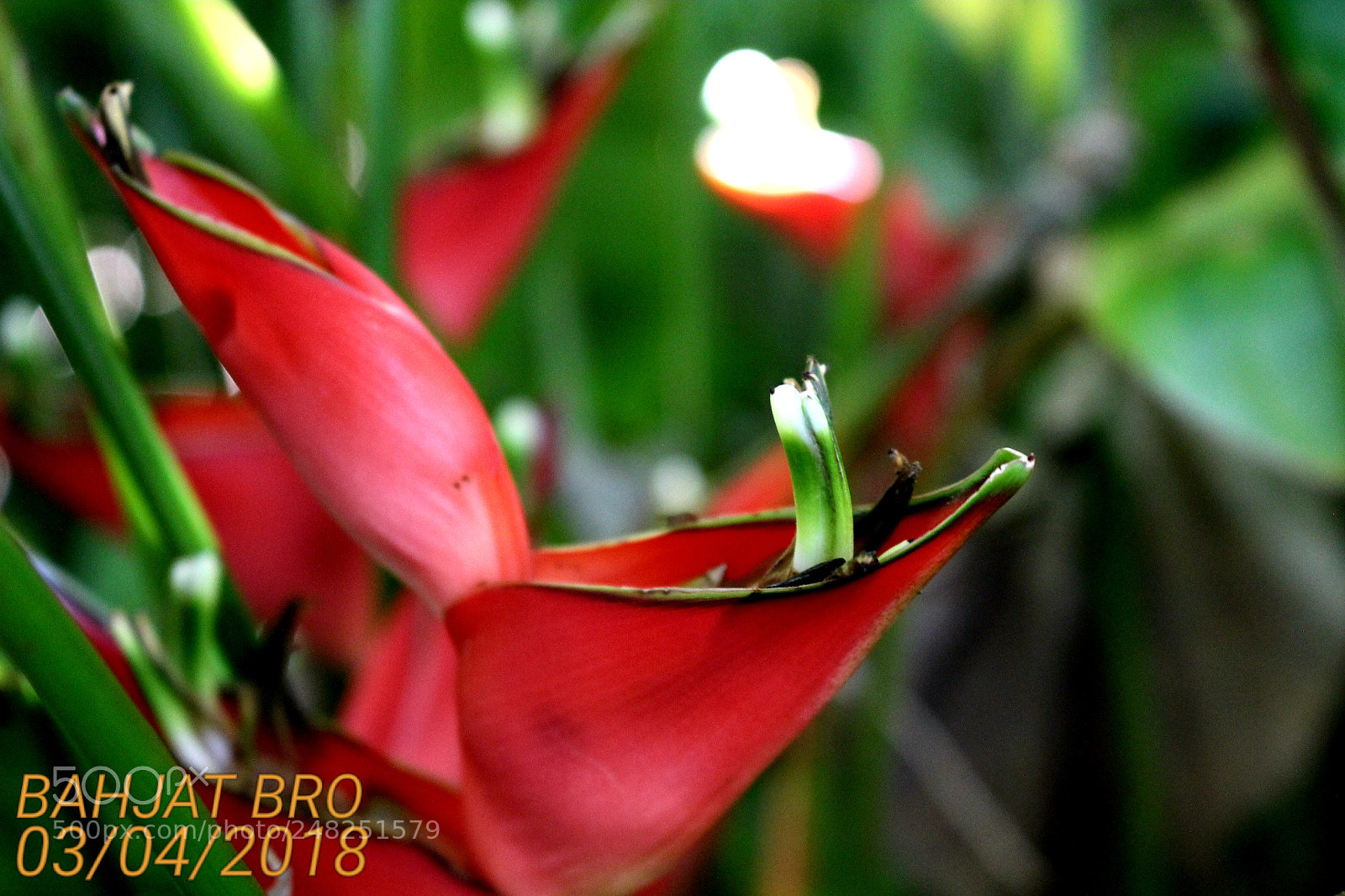 Canon EOS 100D (EOS Rebel SL1 / EOS Kiss X7) sample photo. Red flower and love photography