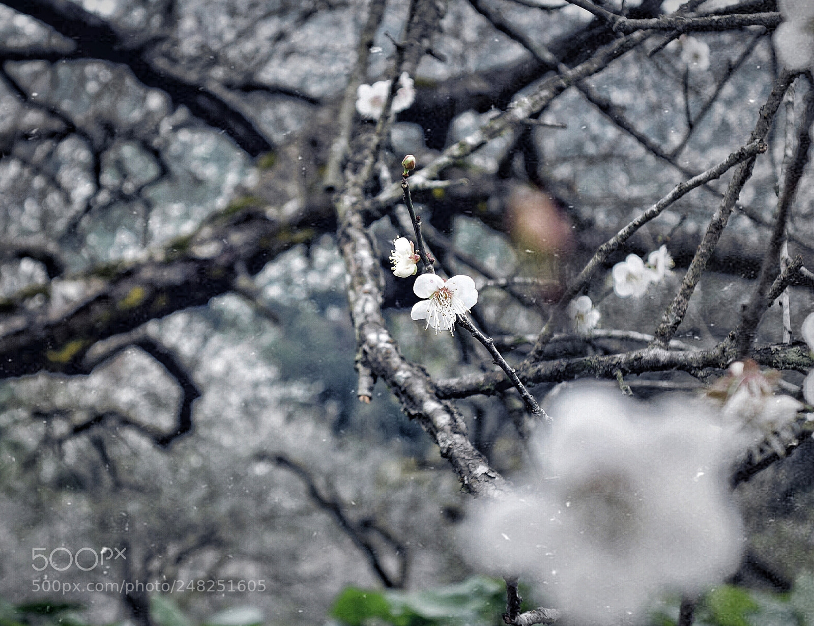 Sony Cyber-shot DSC-RX100 sample photo. 无意苦争春，一任群芳妒 photography