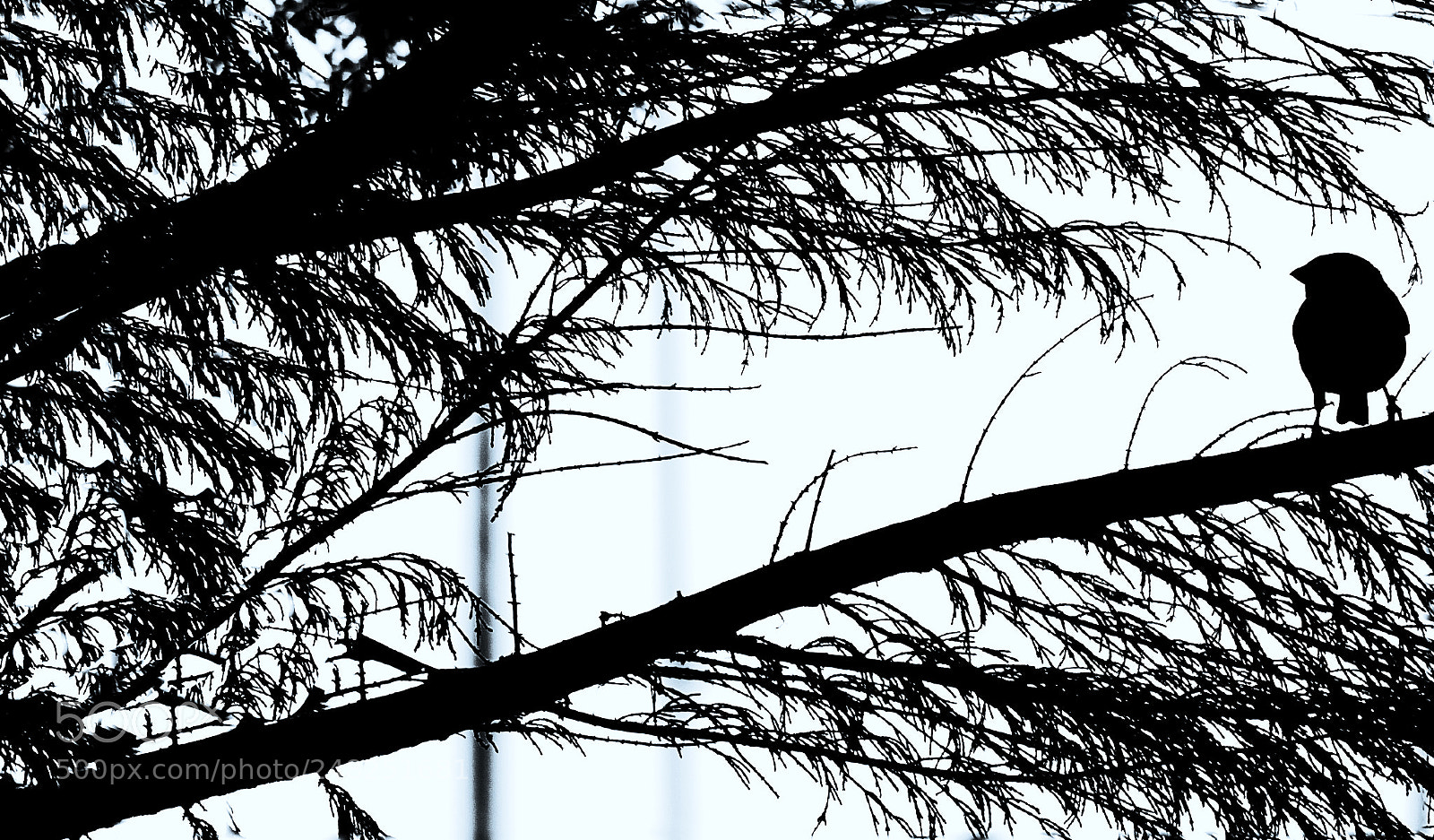 Canon EOS 650D (EOS Rebel T4i / EOS Kiss X6i) sample photo. Black bird photography