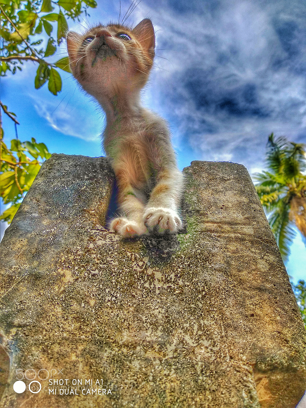 Xiaomi Mi A1 sample photo. #cat photography