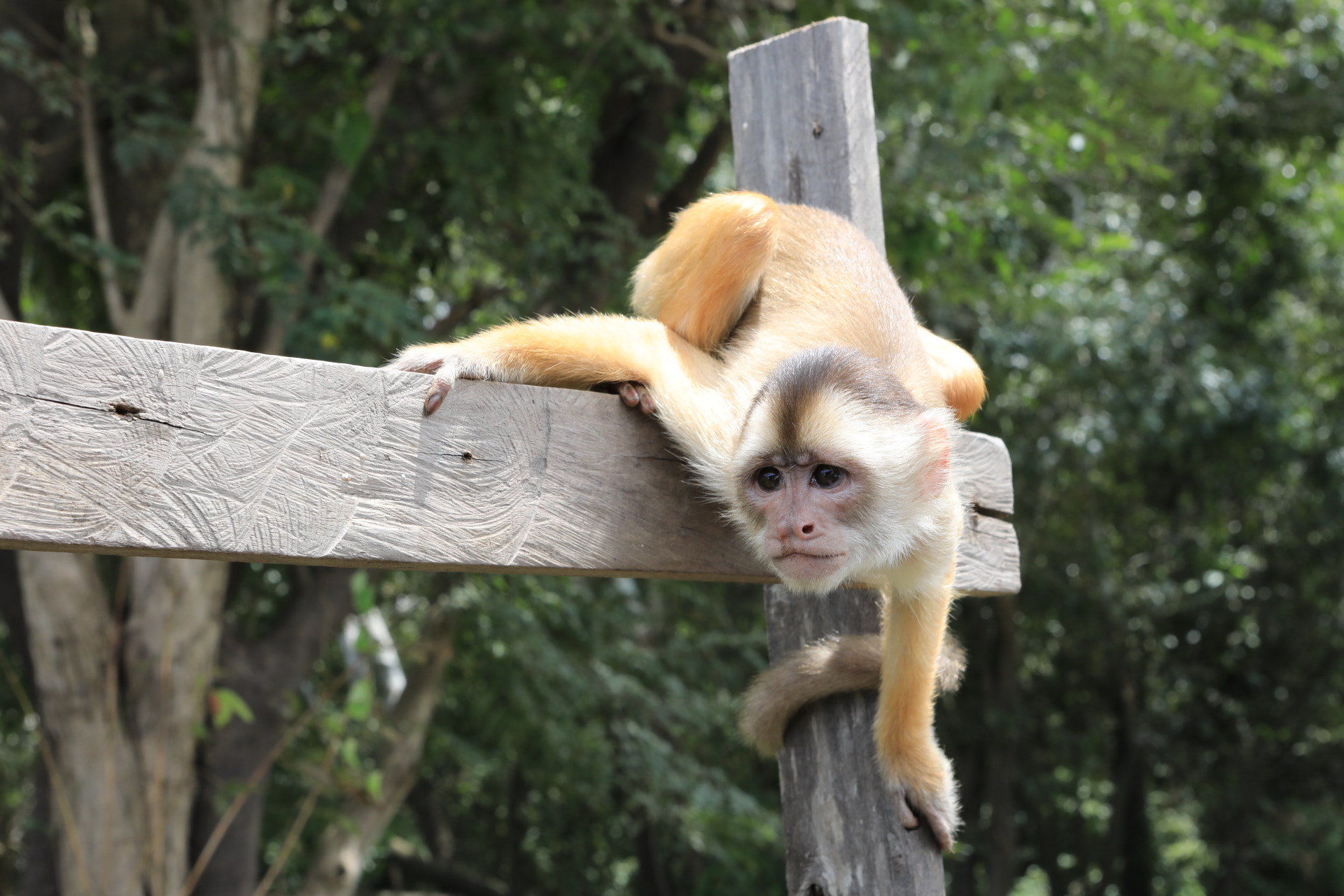 Canon EF 24-70mm F2.8L USM sample photo. Monkey photography