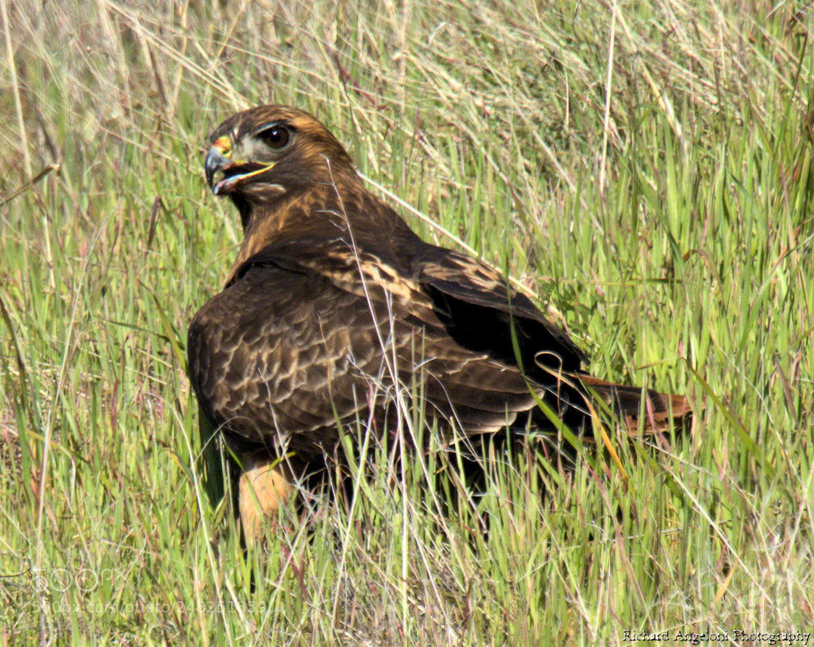 Nikon D7200 sample photo. Red tail hawk photography