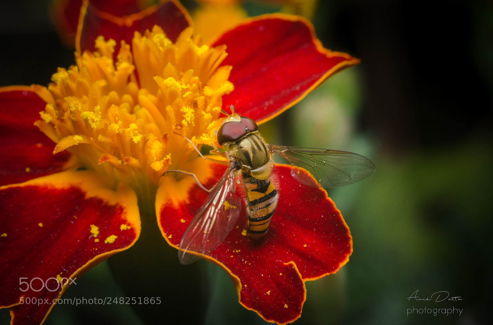 Nikon D5100 sample photo. A busy hoverfly photography