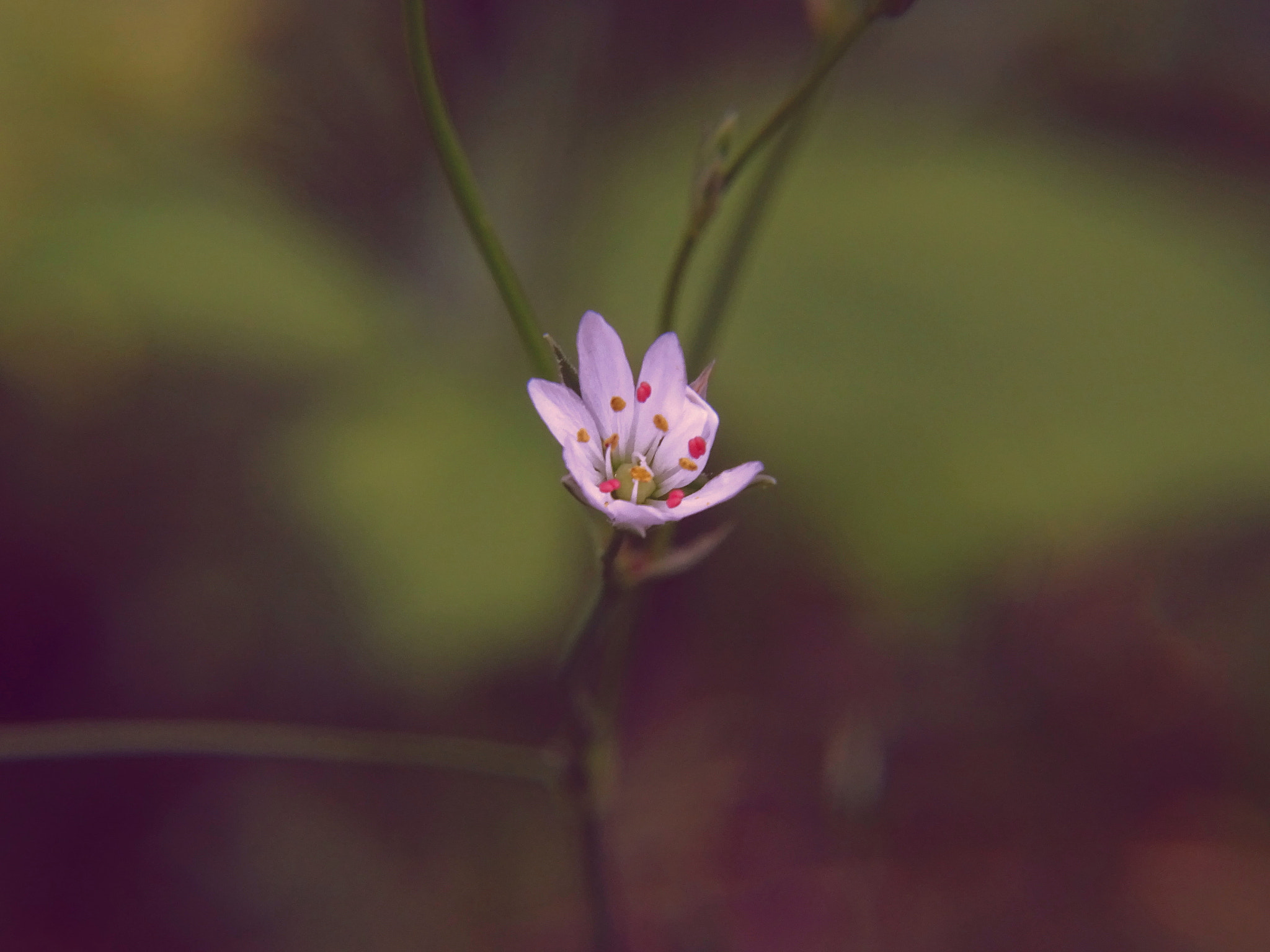 Sony Cyber-shot DSC-HX400V + Minolta AF 80-200mm F2.8 HS-APO G sample photo. 36_2018.jpg photography