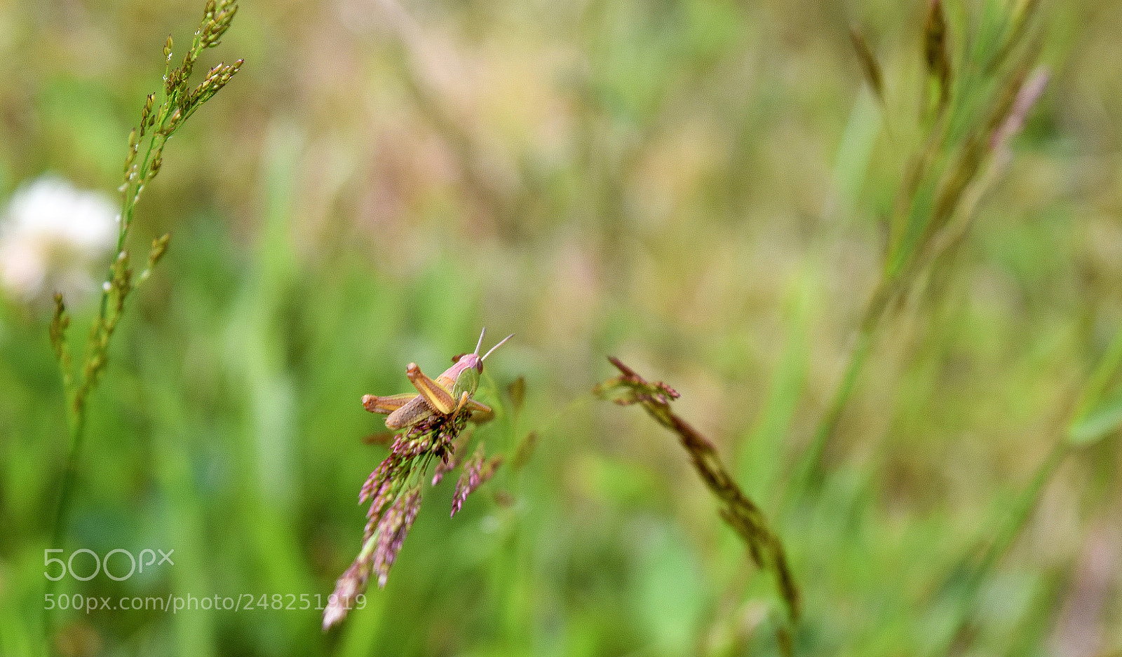 Nikon D5500 sample photo. Untitled photography