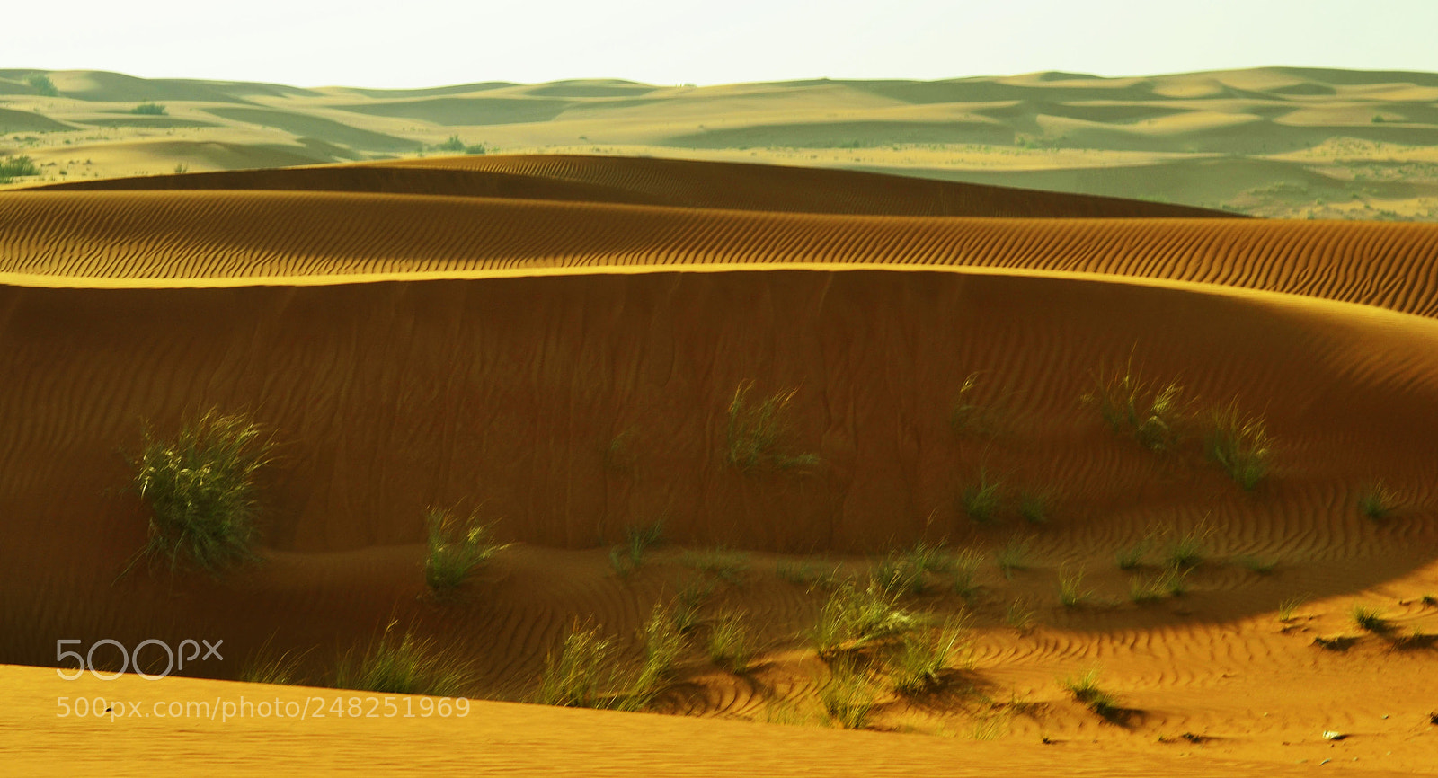 Nikon D3100 sample photo. Life in desert... photography