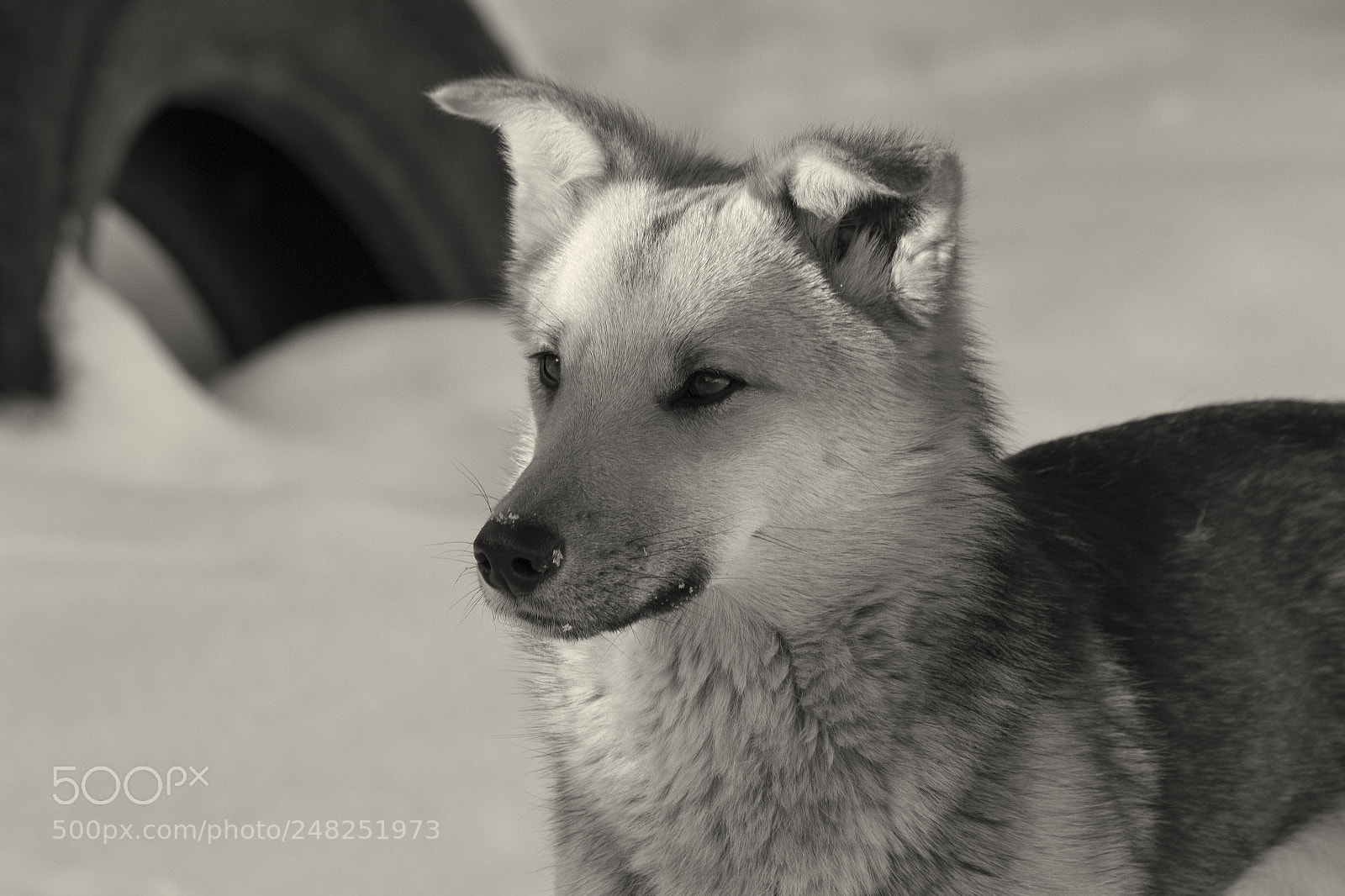 Canon EOS 650D (EOS Rebel T4i / EOS Kiss X6i) sample photo. Dog photography