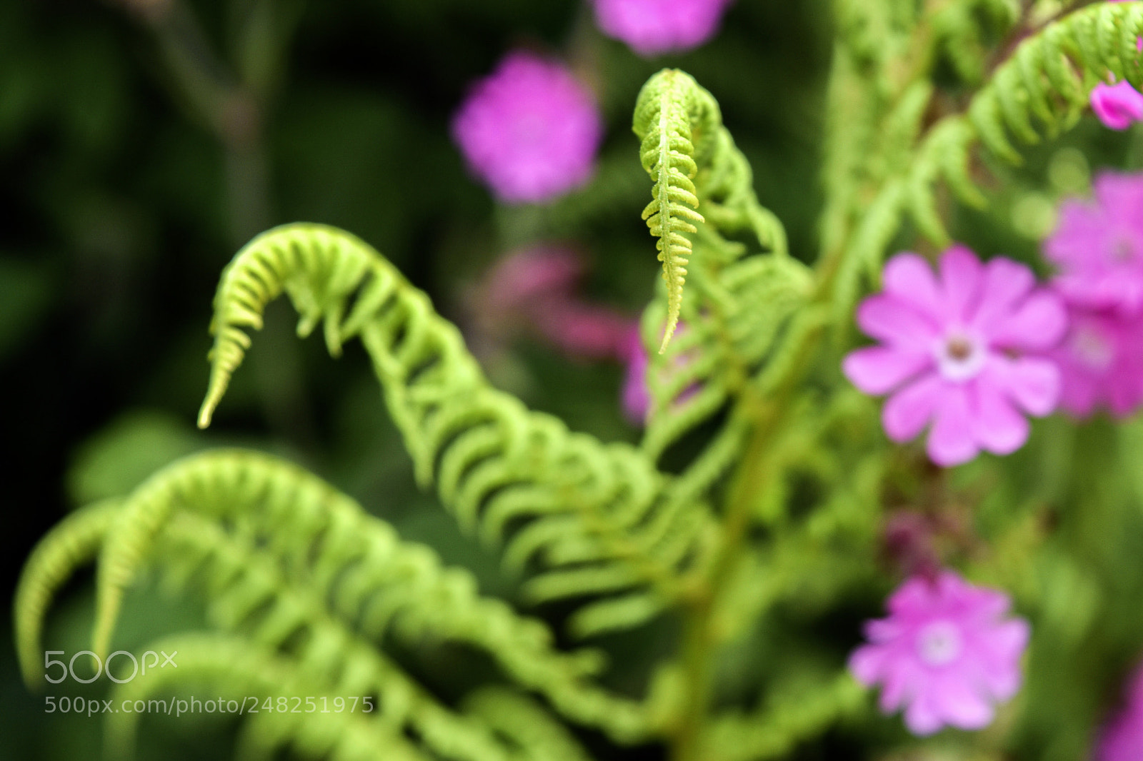 Nikon D5500 sample photo. Untitled photography