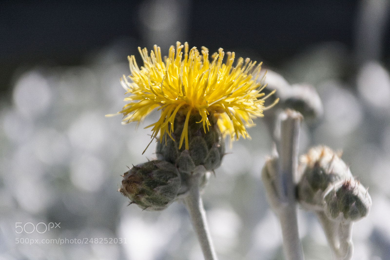Canon EOS 40D sample photo. Cicek photography