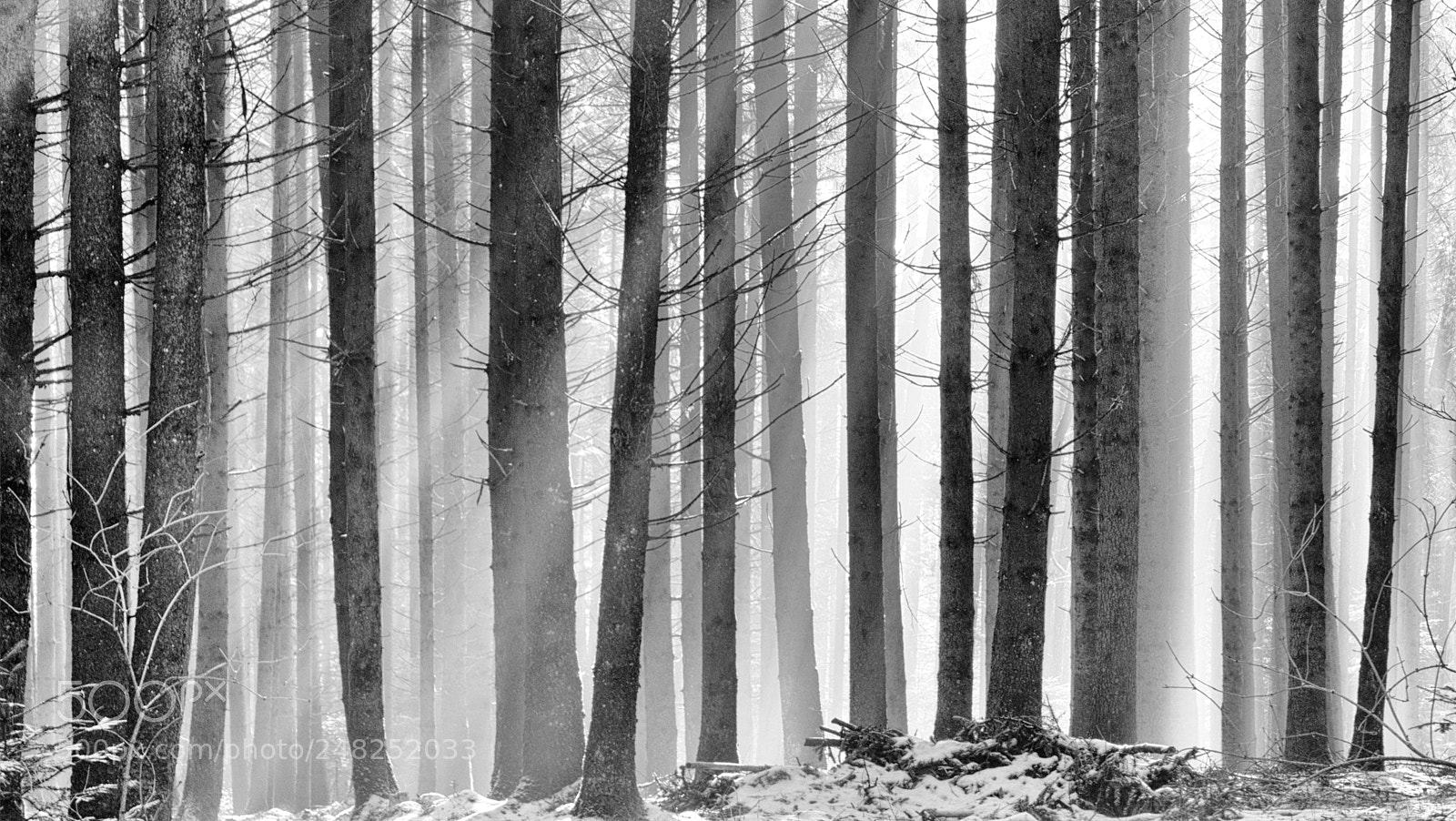Panasonic Lumix DMC-FZ1000 sample photo. Morning in the forrest photography