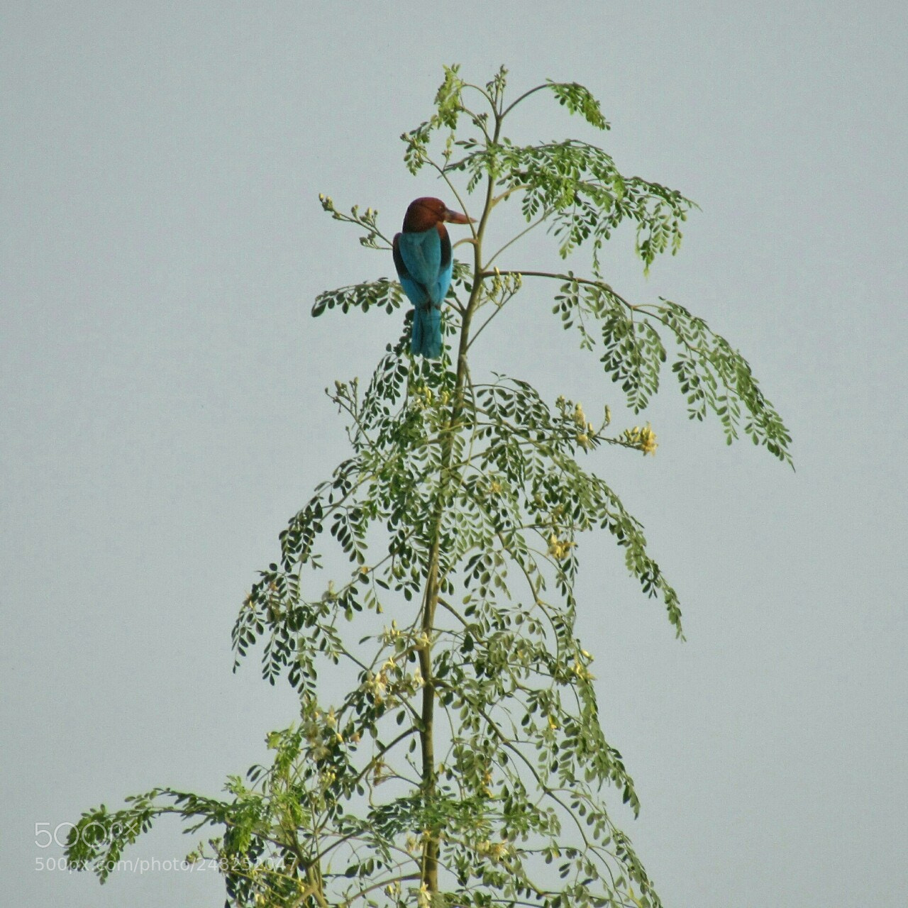 Canon PowerShot SX530 HS sample photo. White-throated kingfisher photography