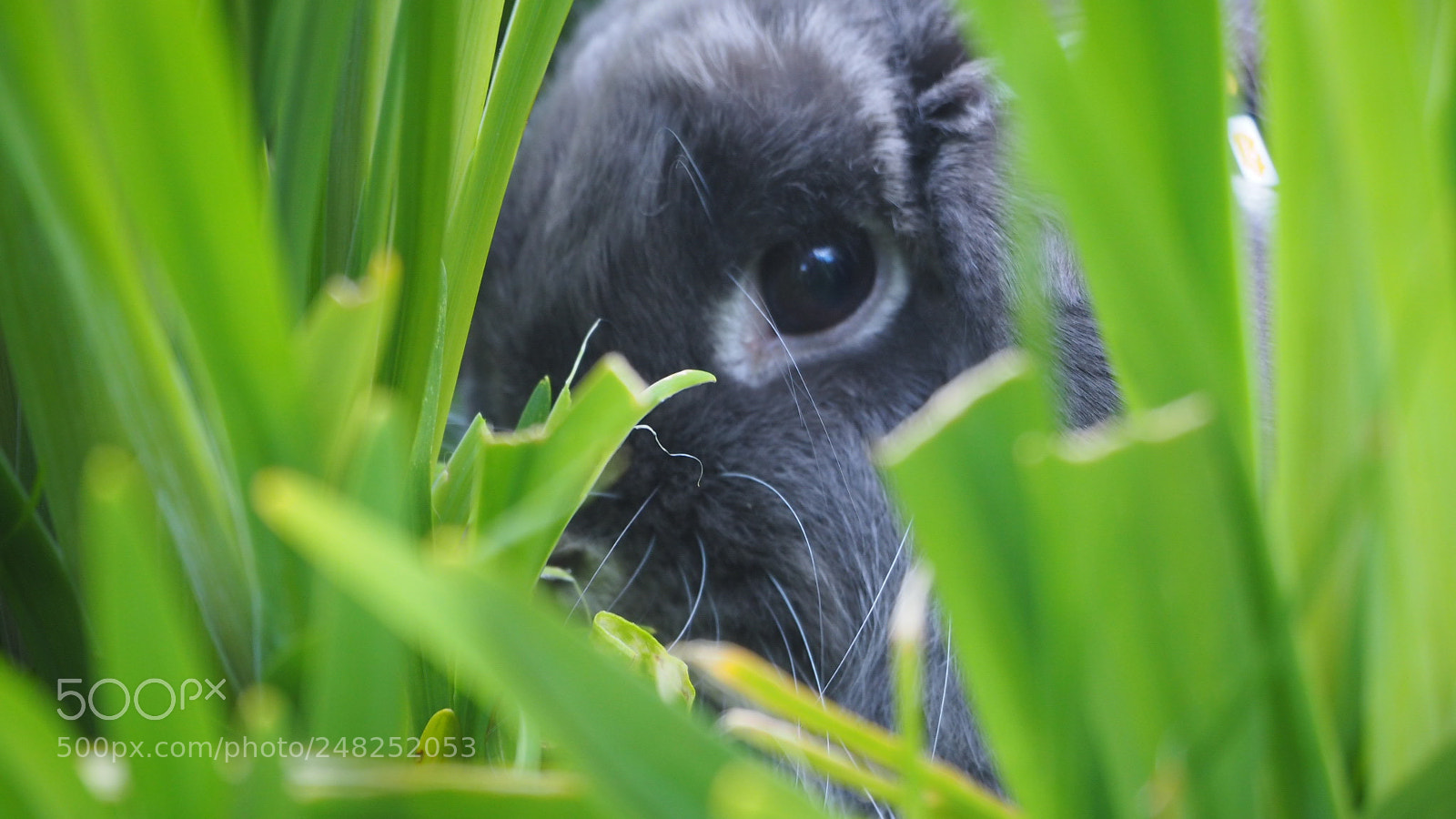 Olympus OM-D E-M10 sample photo. Pickaboo wabit photography