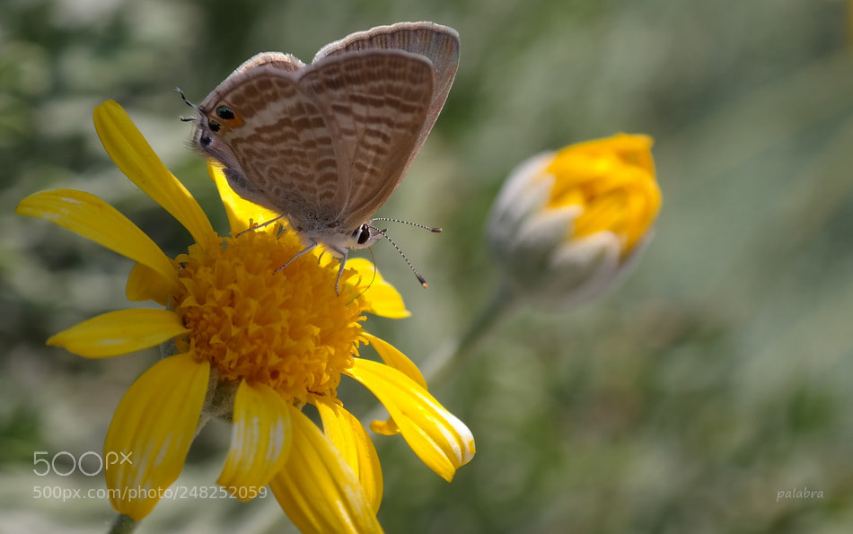 Samsung NX300 sample photo. ... photography