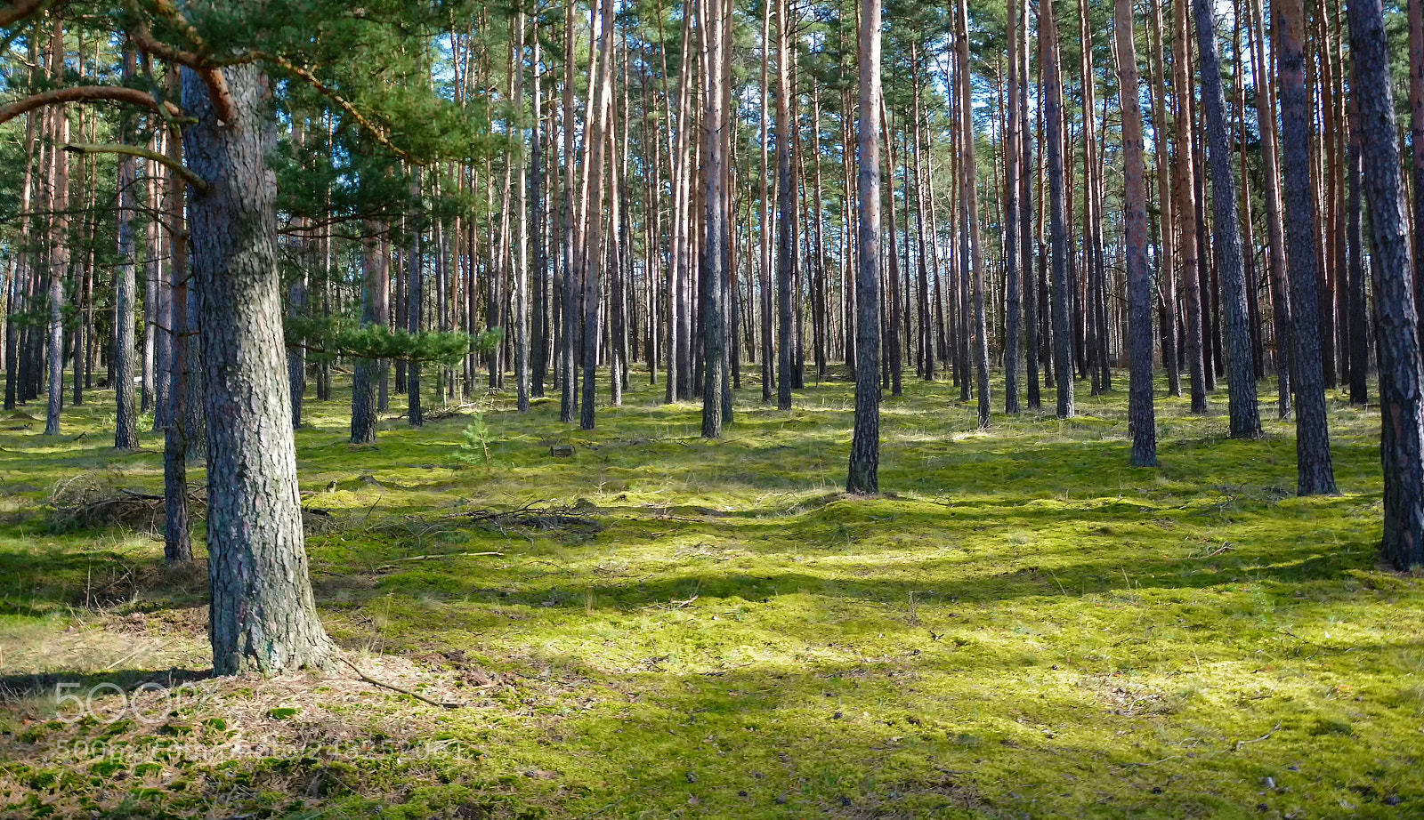 Nikon D7100 sample photo. Pine forrest in sunshine photography