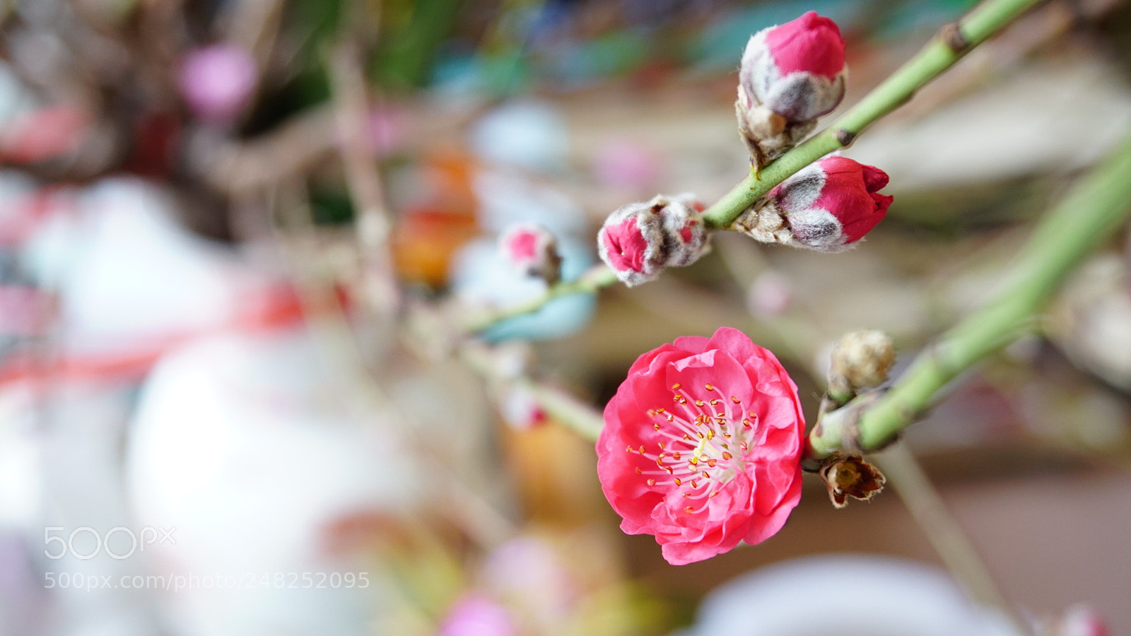 Sony a6300 sample photo. 桃花 photography