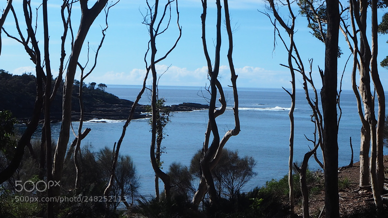 Olympus OM-D E-M10 sample photo. Bush and ocean photography