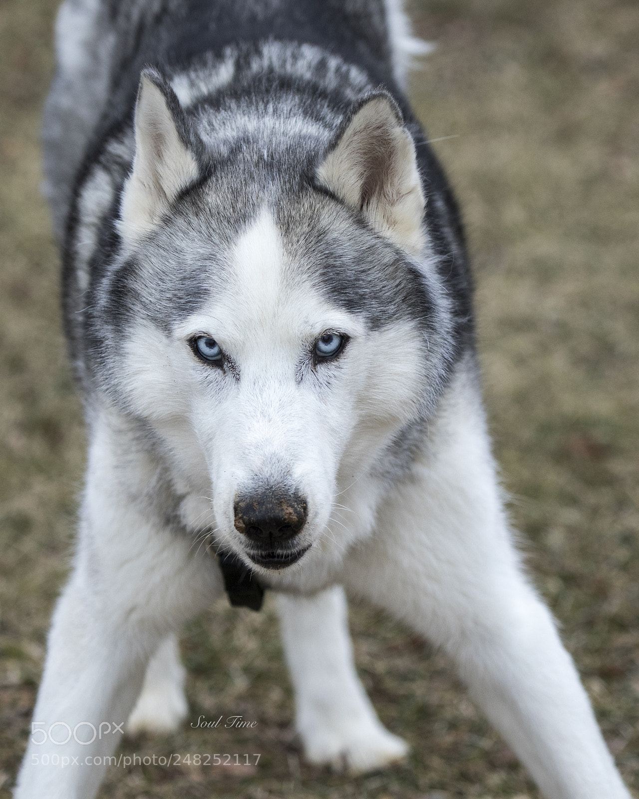 Canon EOS 7D Mark II sample photo. Game on photography