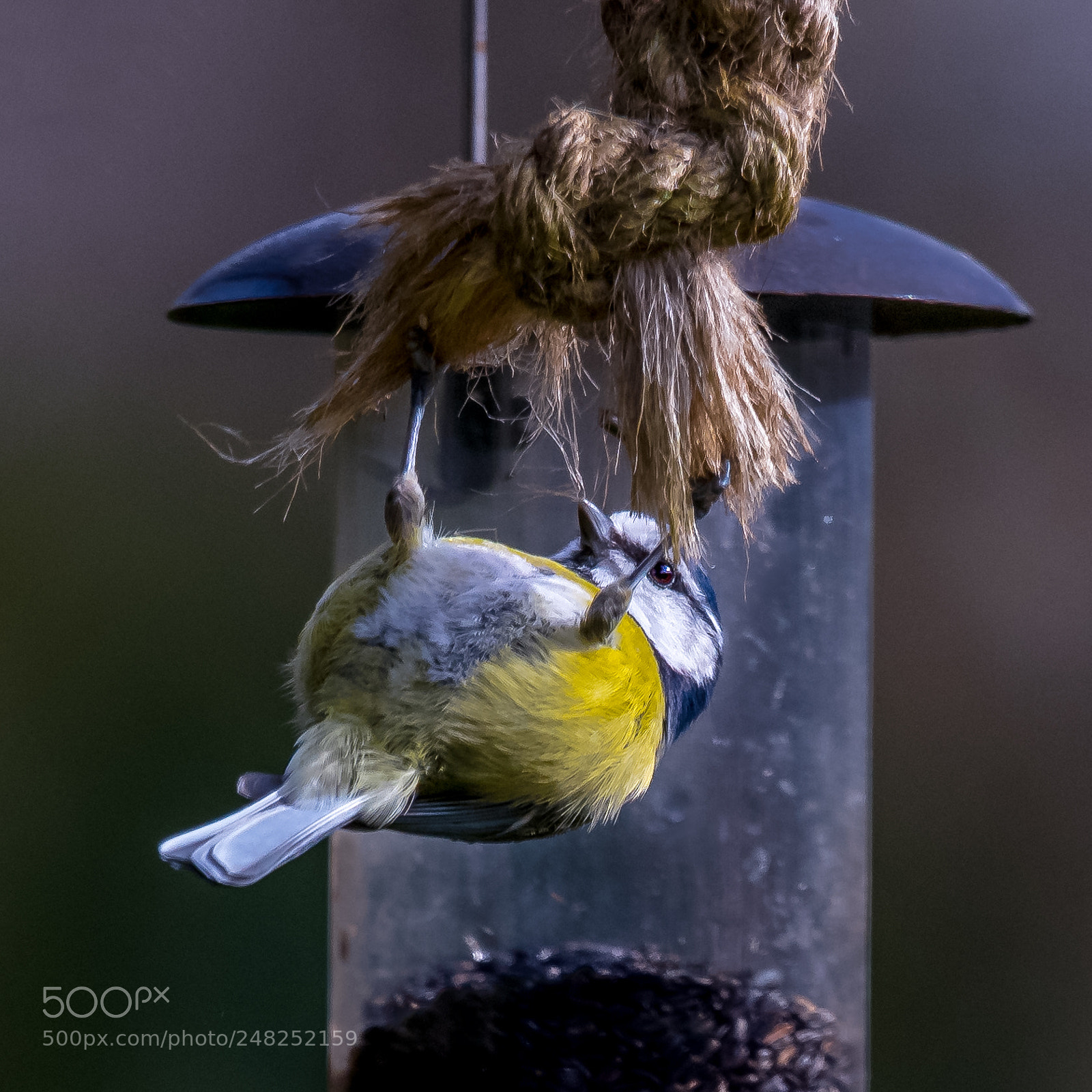 Nikon D850 sample photo. Garden swing photography