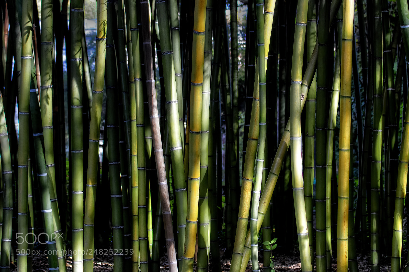Canon EOS 7D Mark II sample photo. Bamboo patch in the photography