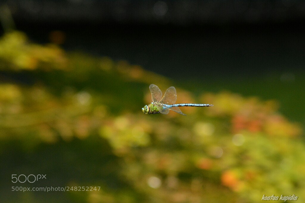 Nikon D5200 sample photo. Fly photography