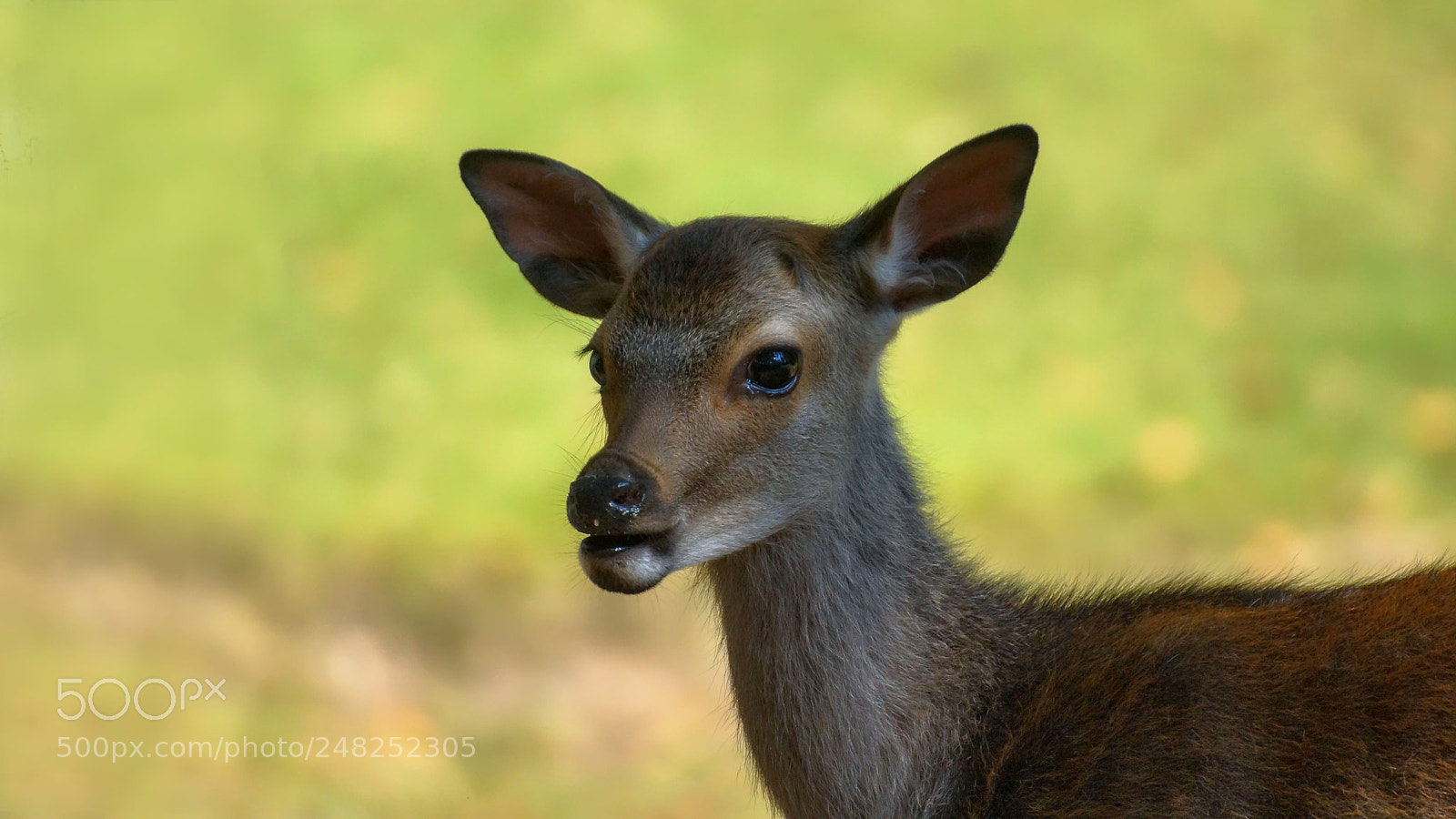 Sony SLT-A77 sample photo. Wild photography