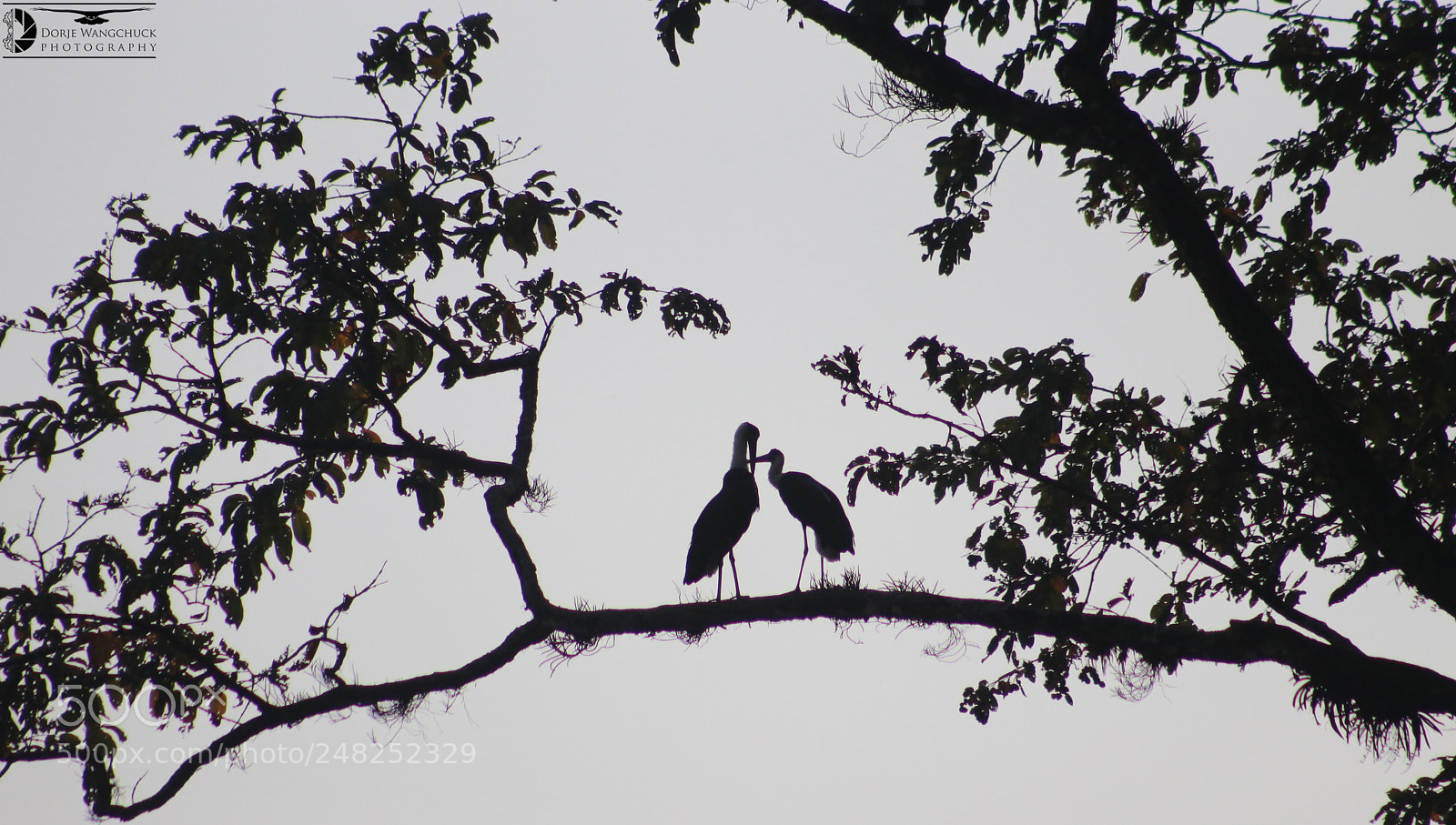 Canon EOS 80D sample photo. मायालुको याद आउला है । photography