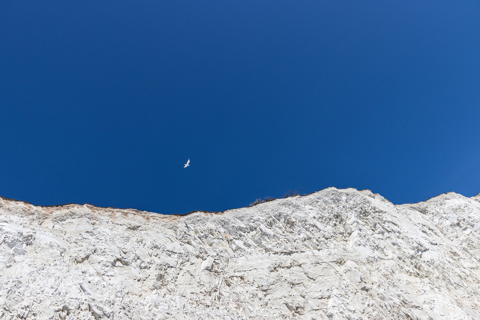 Canon EOS 80D sample photo. A seagull soaring above photography