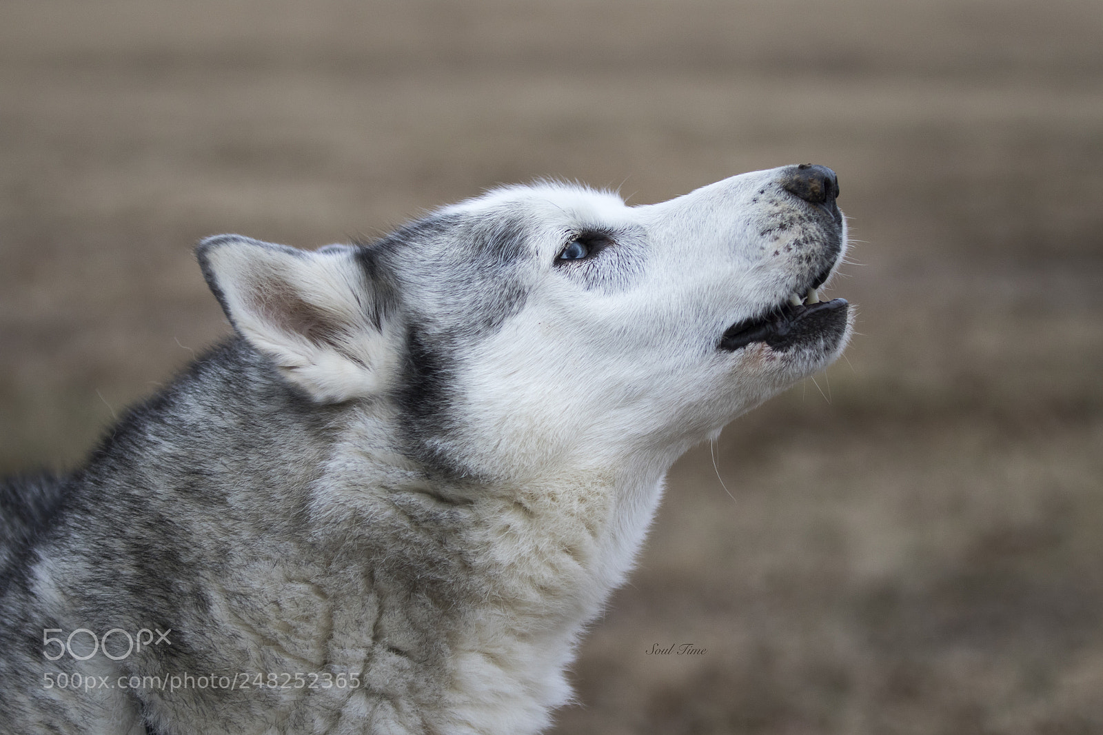 Canon EOS 7D Mark II sample photo. Husky greetings photography
