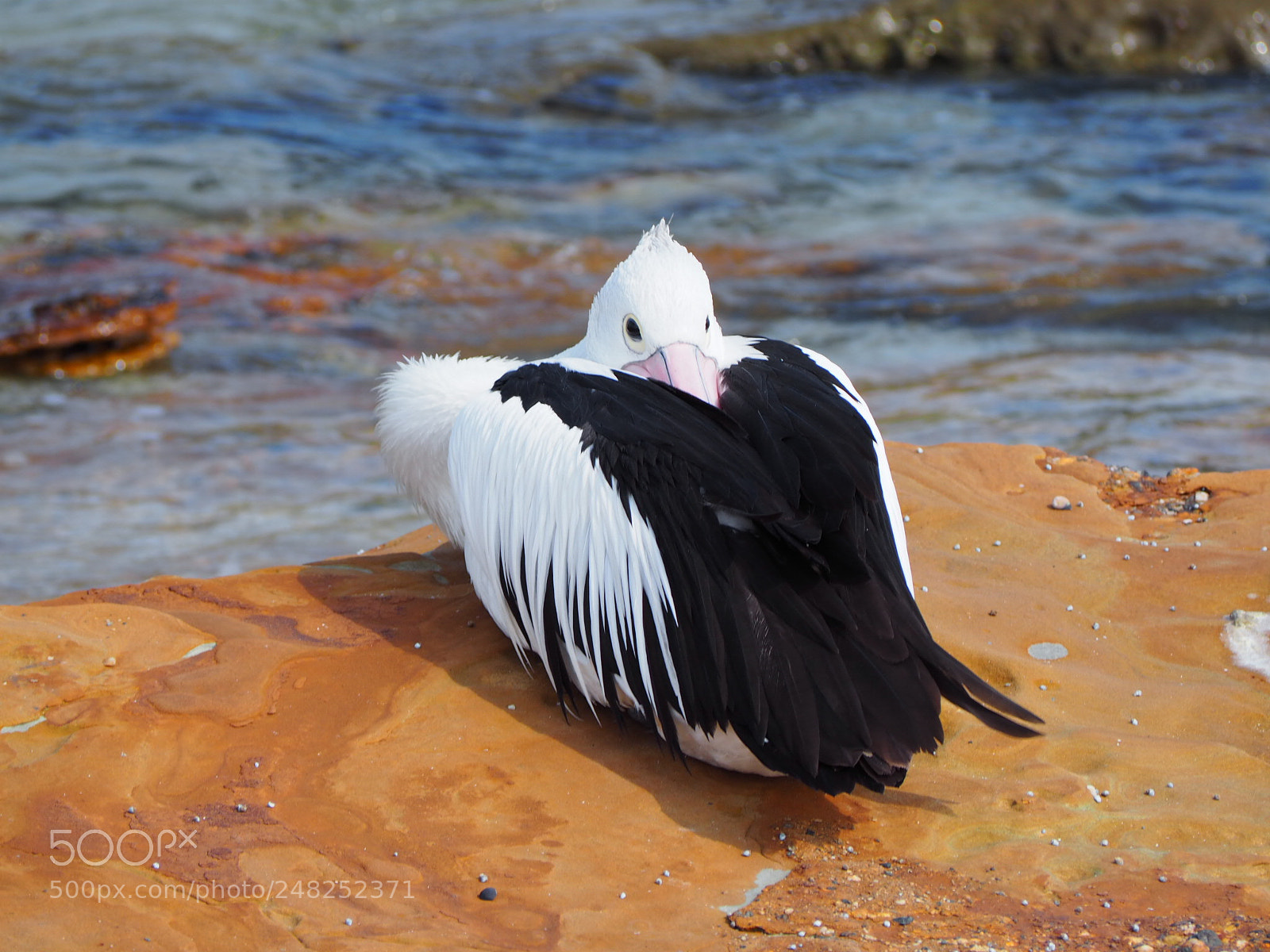 Olympus OM-D E-M10 sample photo. Sleepy pelican photography