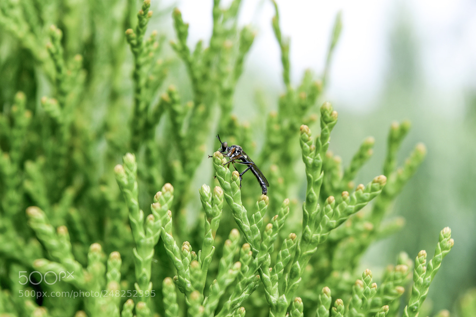 Nikon D5500 sample photo. Untitled photography