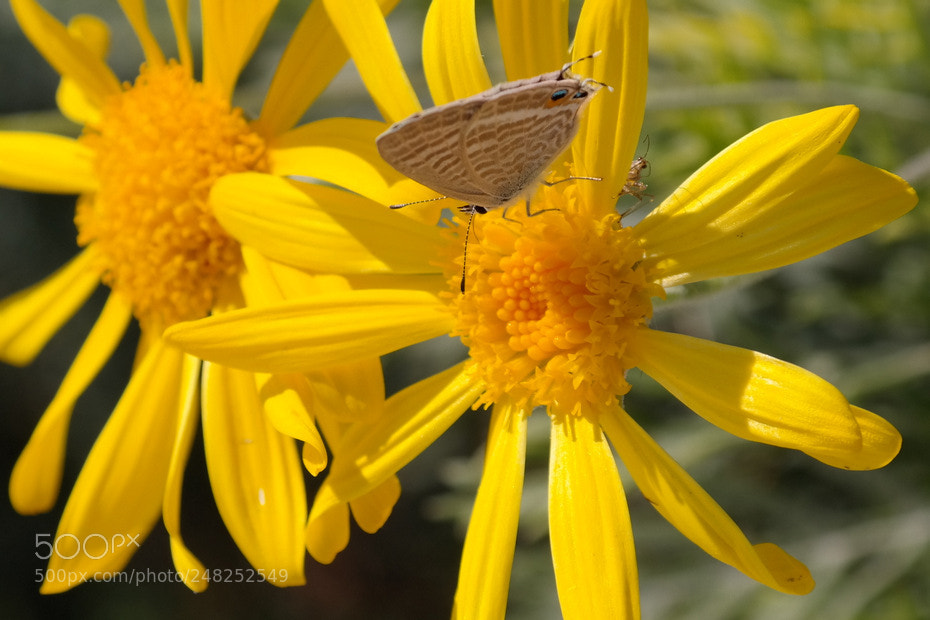 Samsung NX300 sample photo. ... photography